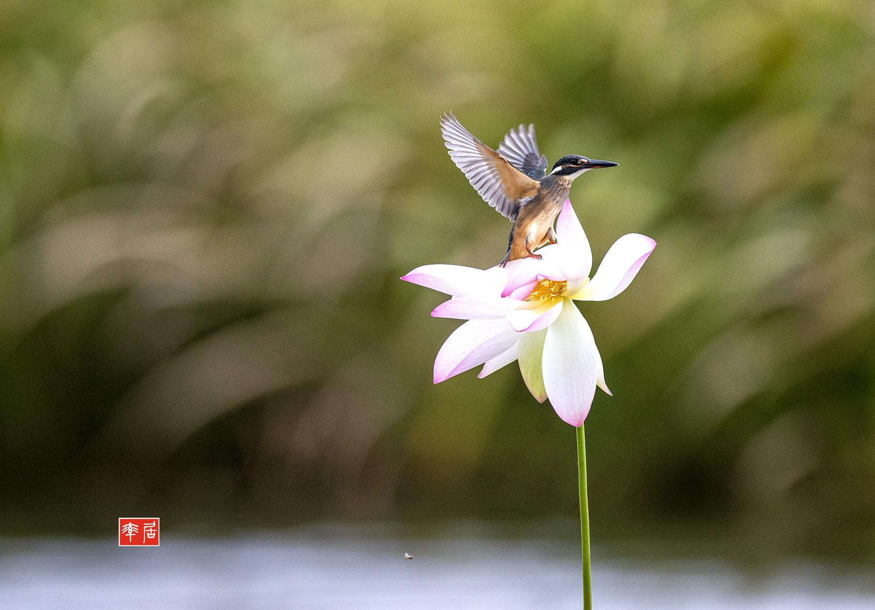 PHOTO BY changickheun | Canon EOS-1D X Mark III | 2024:09:06 13:53:22 | ISO-1600 | 1/4000 sec | f 4.5 | 600 mm | EV=0 | ● WIDTH:1800 pixels  HEIGHT:1255 pixels