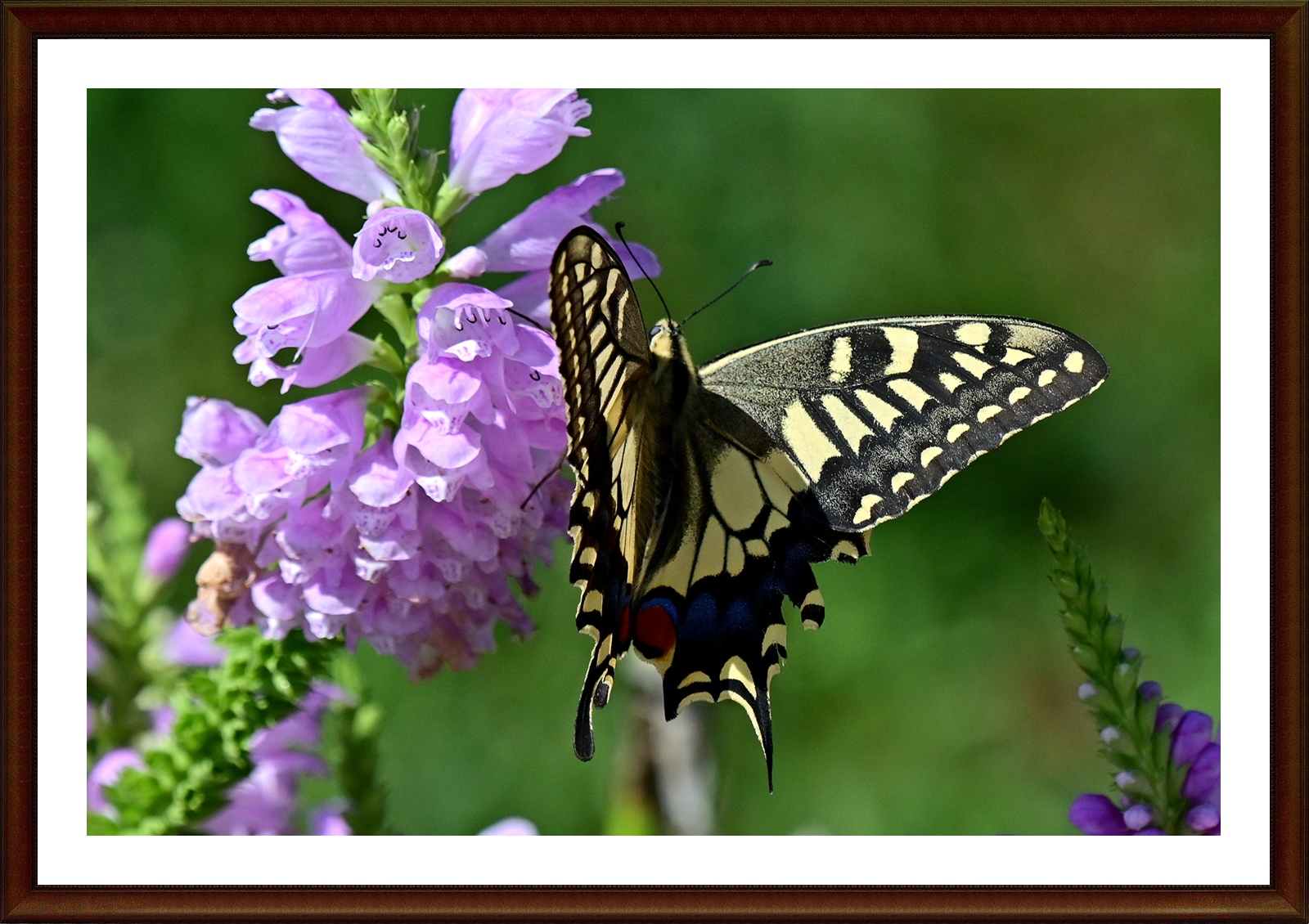 PHOTO BY  | NIKON Z 7_2 | 2024:09:03 14:19:57 | ISO-500 | 1/3200 sec | f 7.1 | 400 mm | EV=-0.7 | ● WIDTH:5408 pixels  HEIGHT:3600 pixels