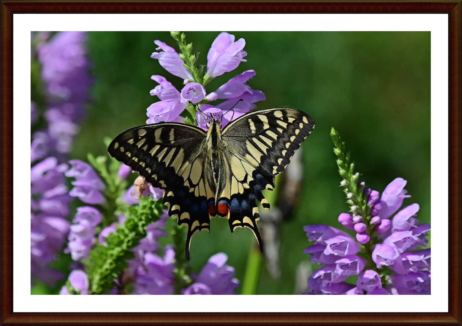 PHOTO BY  | NIKON Z 7_2 | 2024:09:03 14:19:56 | ISO-500 | 1/3200 sec | f 7.1 | 400 mm | EV=-0.7 | ● WIDTH:5408 pixels  HEIGHT:3600 pixels