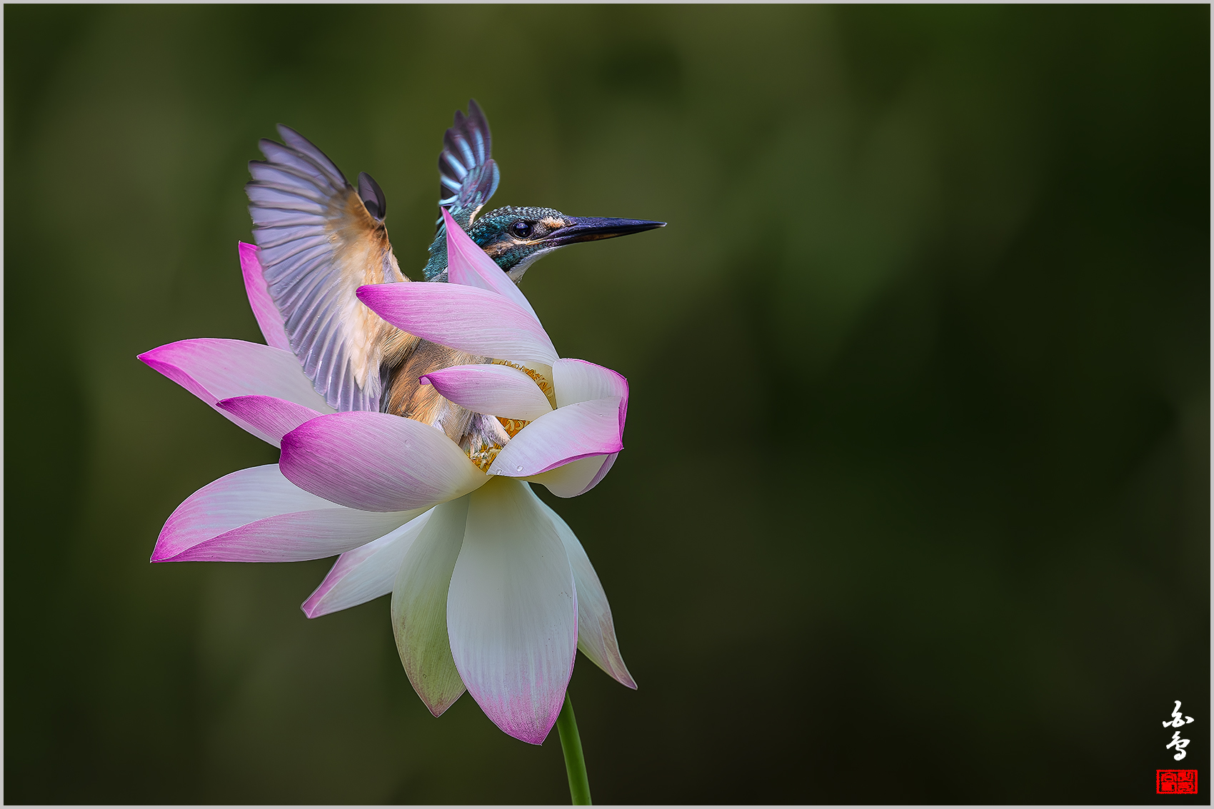 PHOTO BY  | NIKON Z 9 | 2024:09:06 14:48:54 | ISO-800 | 1/6400 sec | f 4.5 | 600 mm | EV=-0.7 | ● WIDTH:1700 pixels  HEIGHT:1133 pixels