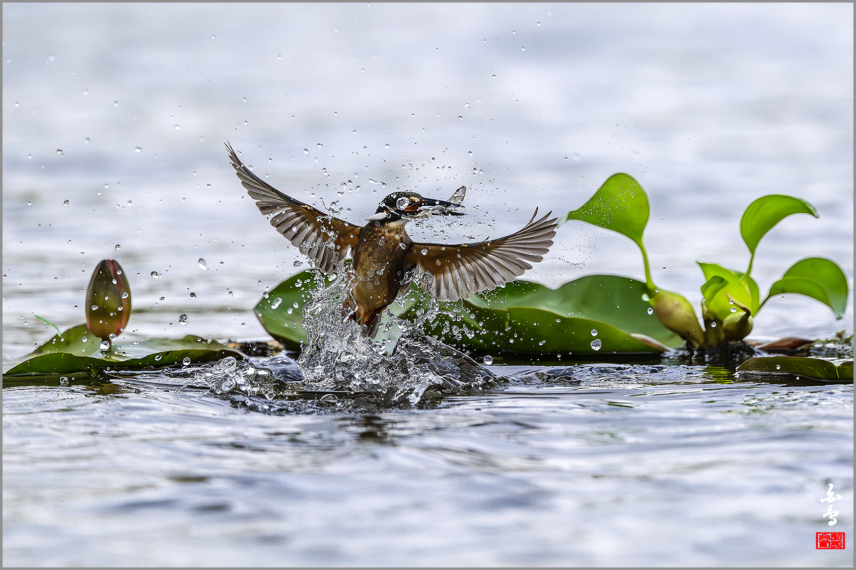 PHOTO BY  | NIKON Z 9 | 2024:09:06 14:02:34 | ISO-1000 | 1/12800 sec | f 4 | 600 mm | EV=-1 | ● WIDTH:1700 pixels  HEIGHT:1133 pixels
