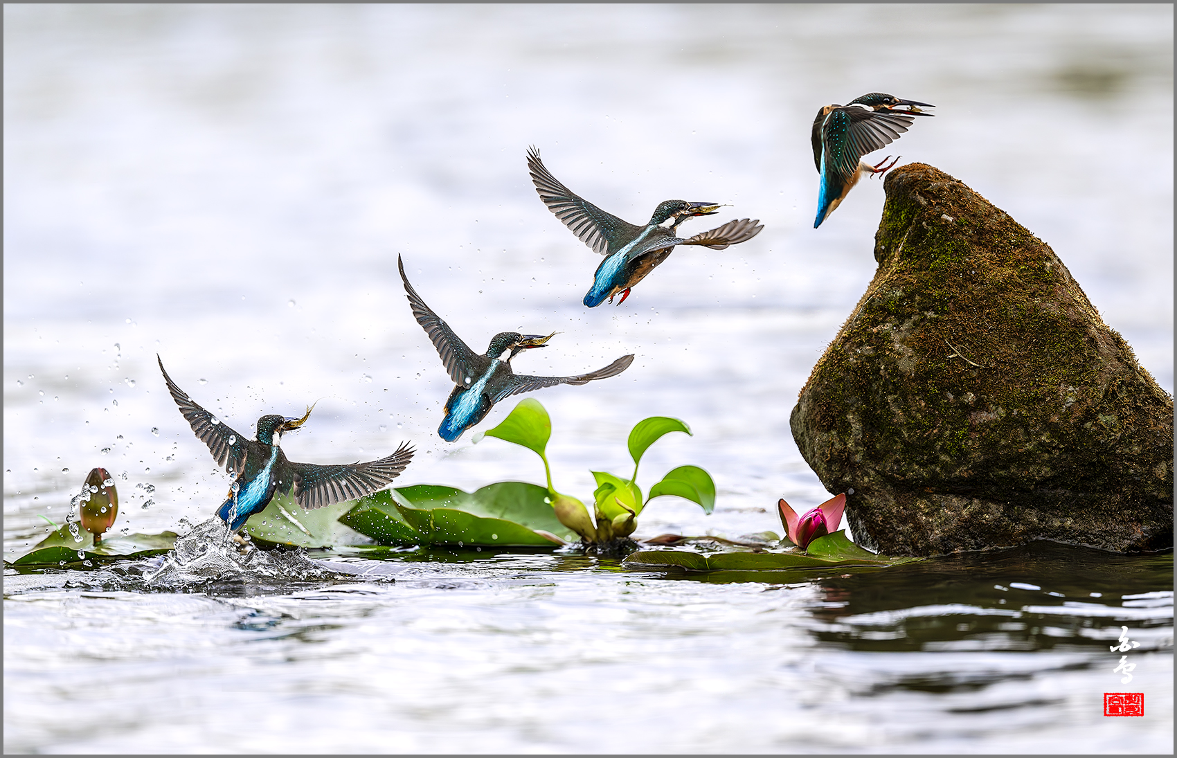 PHOTO BY  | NIKON Z 9 | 2024:09:06 14:04:00 | ISO-1000 | 1/6400 sec | f 4 | 600 mm | EV=0.7 | ● WIDTH:1700 pixels  HEIGHT:1095 pixels