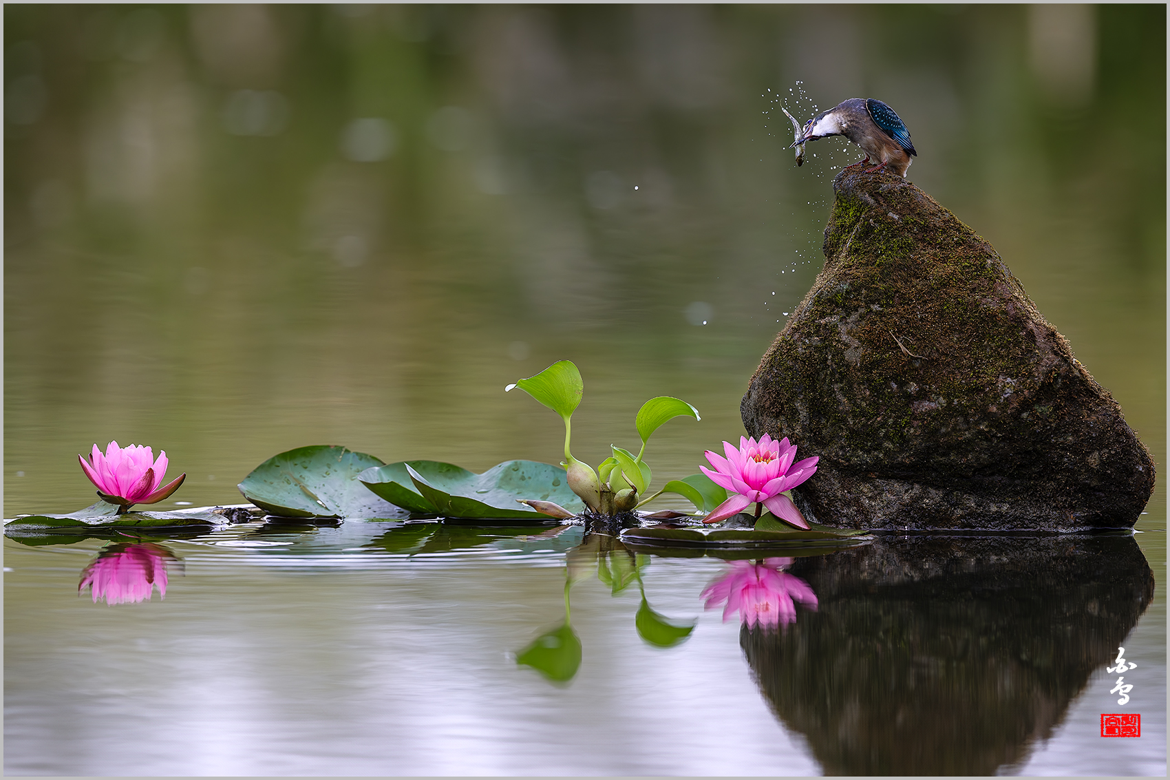 PHOTO BY  | NIKON Z 9 | 2024:09:06 11:08:14 | ISO-1250 | 1/2000 sec | f 5 | 600 mm | EV=-0.7 | ● WIDTH:1700 pixels  HEIGHT:1133 pixels