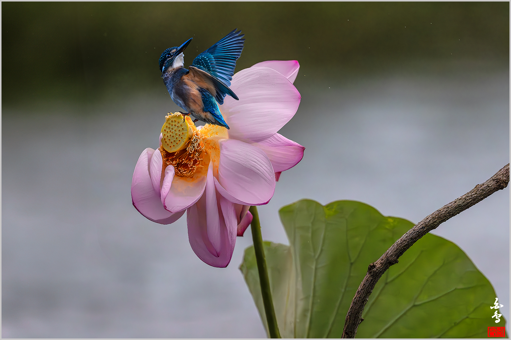 PHOTO BY  | NIKON Z 9 | 2024:09:06 08:31:47 | ISO-10000 | 1/8000 sec | f 4 | 600 mm | EV=-0.7 | ● WIDTH:1700 pixels  HEIGHT:1133 pixels