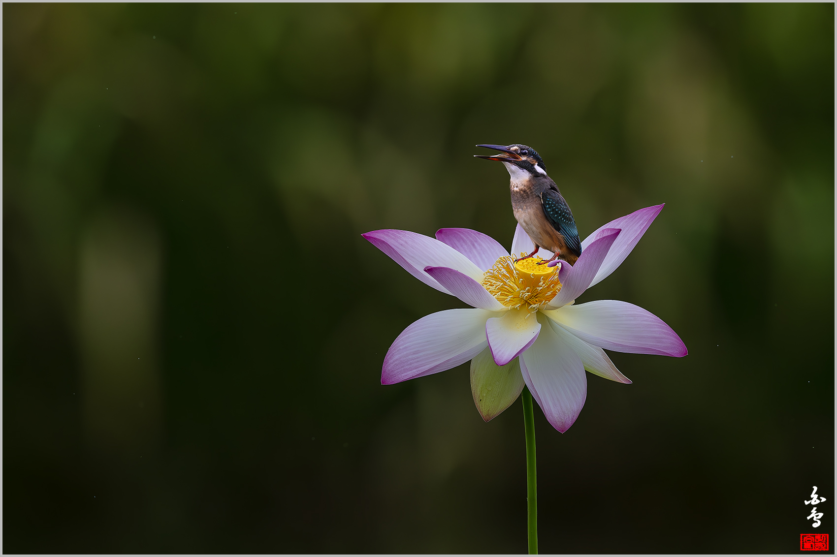 PHOTO BY  | NIKON Z 9 | 2024:09:06 11:56:00 | ISO-1000 | 1/4000 sec | f 5 | 600 mm | EV=-0.7 | ● WIDTH:1700 pixels  HEIGHT:1132 pixels