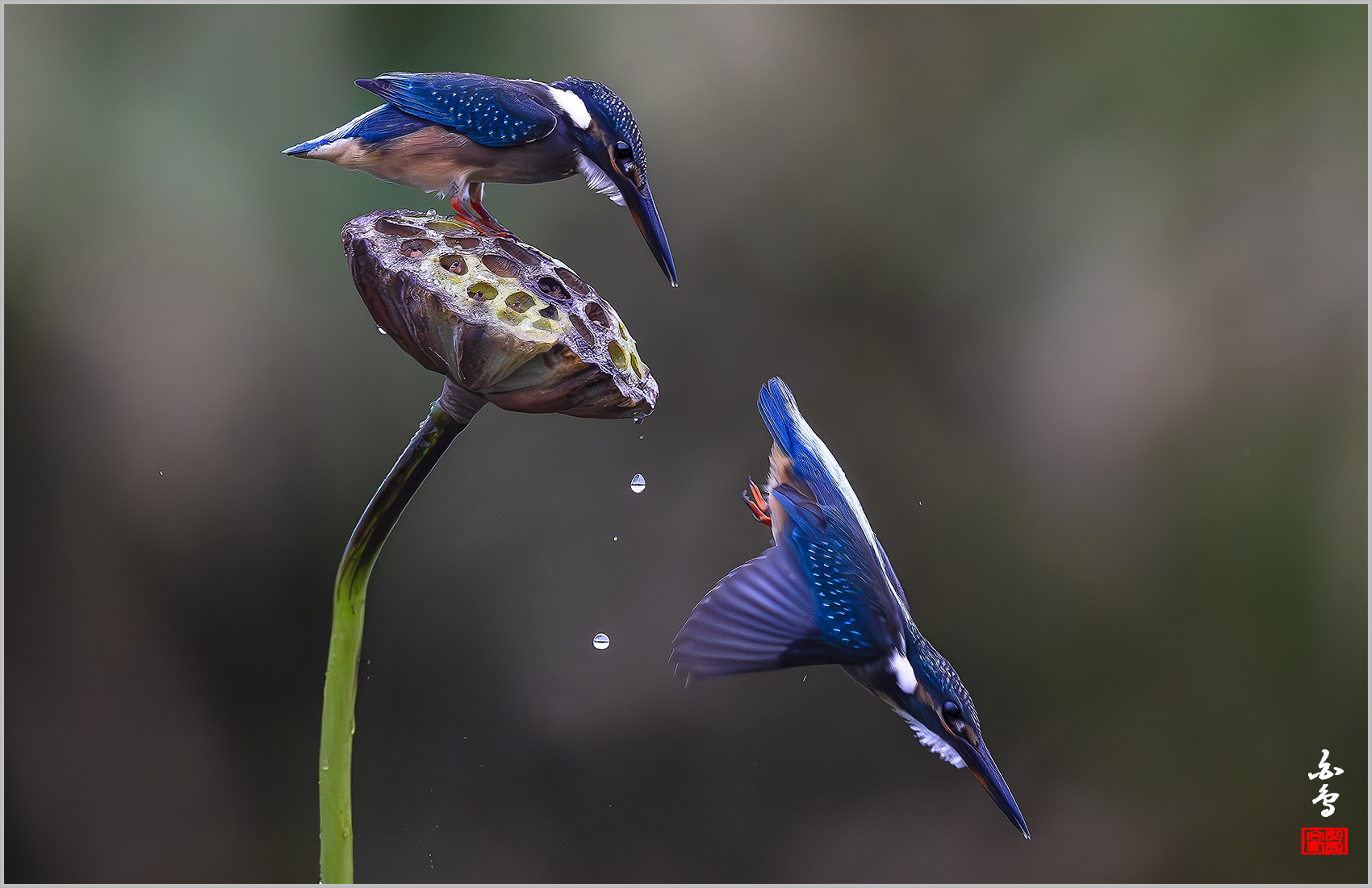 PHOTO BY  | NIKON Z 9 | 2024:09:06 06:36:57 | ISO-5000 | 1/1600 sec | f 4 | 600 mm | EV=-1 | ● WIDTH:1700 pixels  HEIGHT:1101 pixels