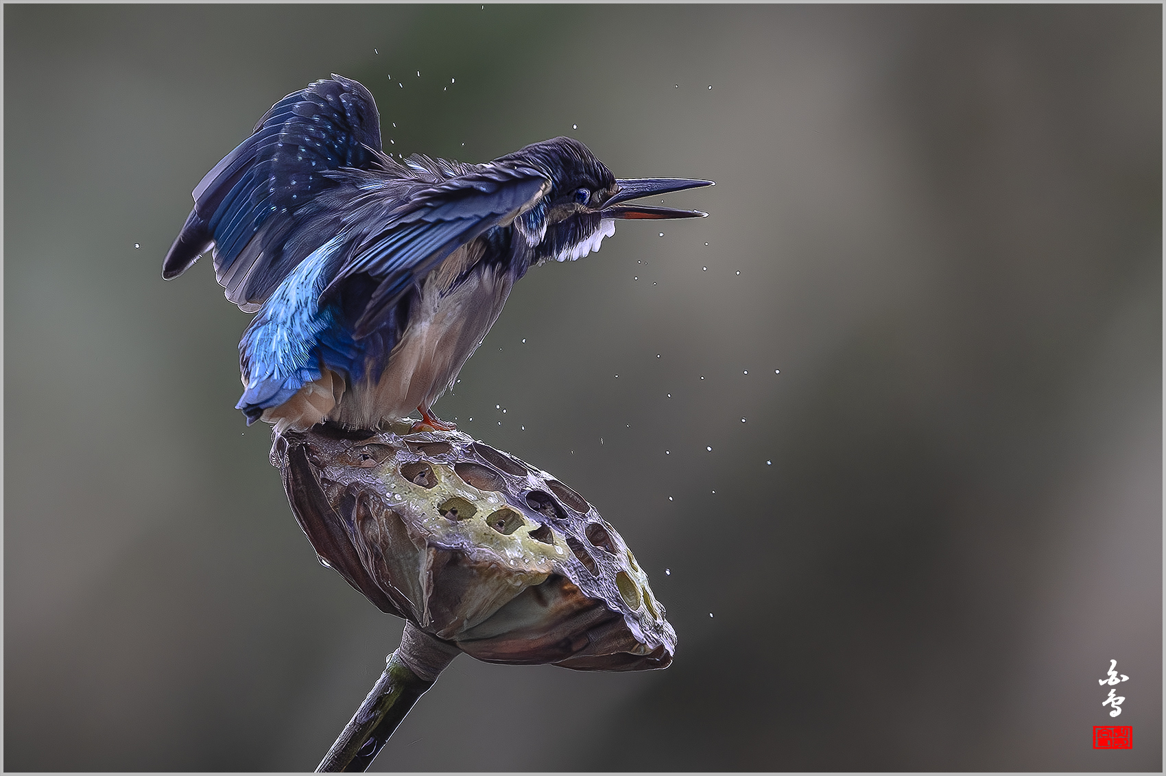 PHOTO BY  | NIKON Z 9 | 2024:09:06 07:27:04 | ISO-4000 | 1/3200 sec | f 4 | 600 mm | EV=-1 | ● WIDTH:1700 pixels  HEIGHT:1132 pixels