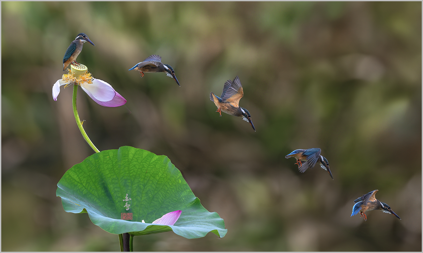 PHOTO BY  | NIKON Z 9 | 2024:09:06 08:57:48 | ISO-1250 | 1/5000 sec | f 5 | 600 mm | EV=-0.7 | ● WIDTH:1700 pixels  HEIGHT:1019 pixels