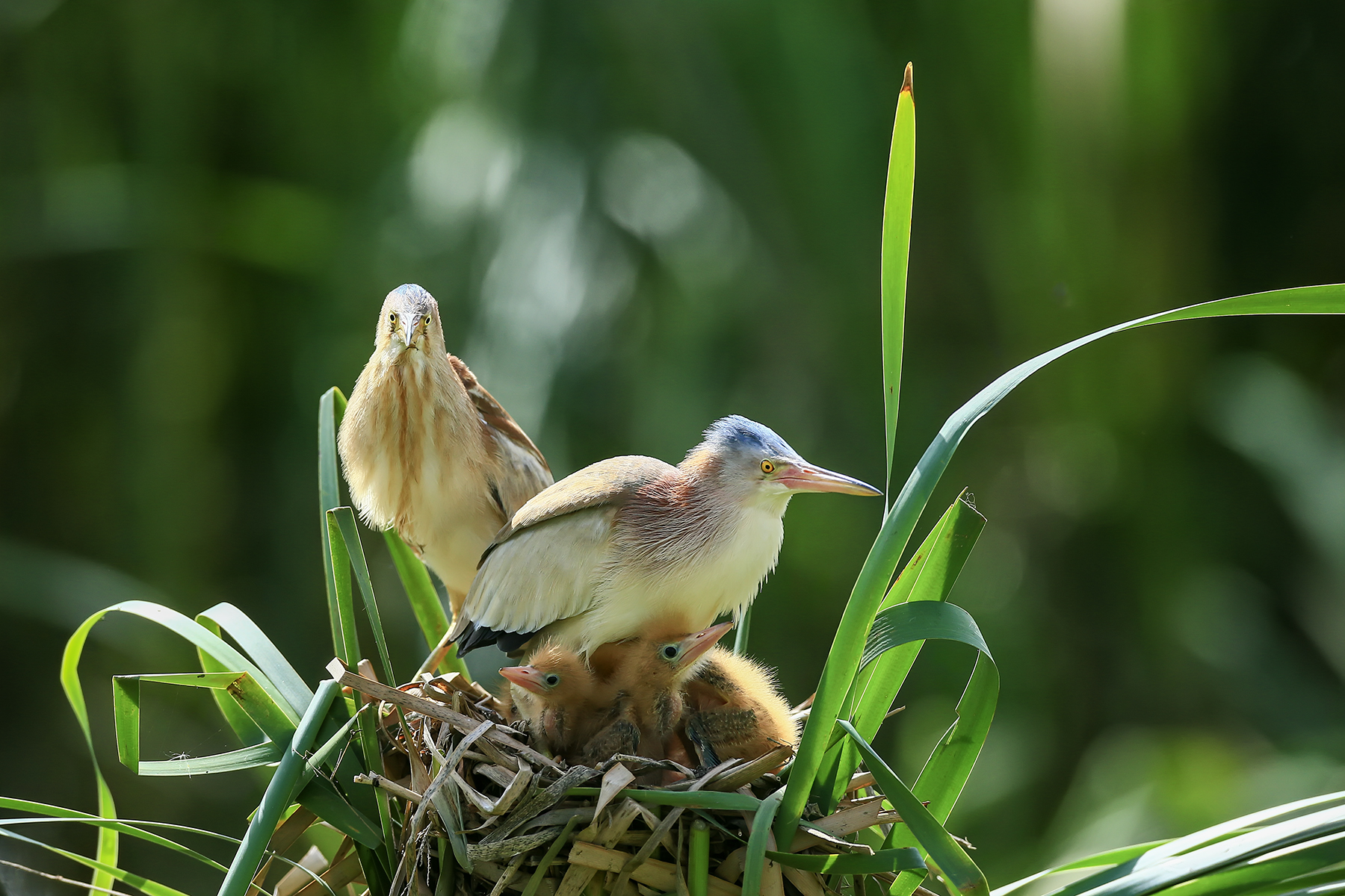 PHOTO BY HNalim | Canon EOS 7D Mark II | 2024:06:22 13:41:09 | ISO-160 | 1/500 sec | f 5.6 | 400 mm | EV=0 | ● WIDTH:1800 pixels  HEIGHT:1200 pixels