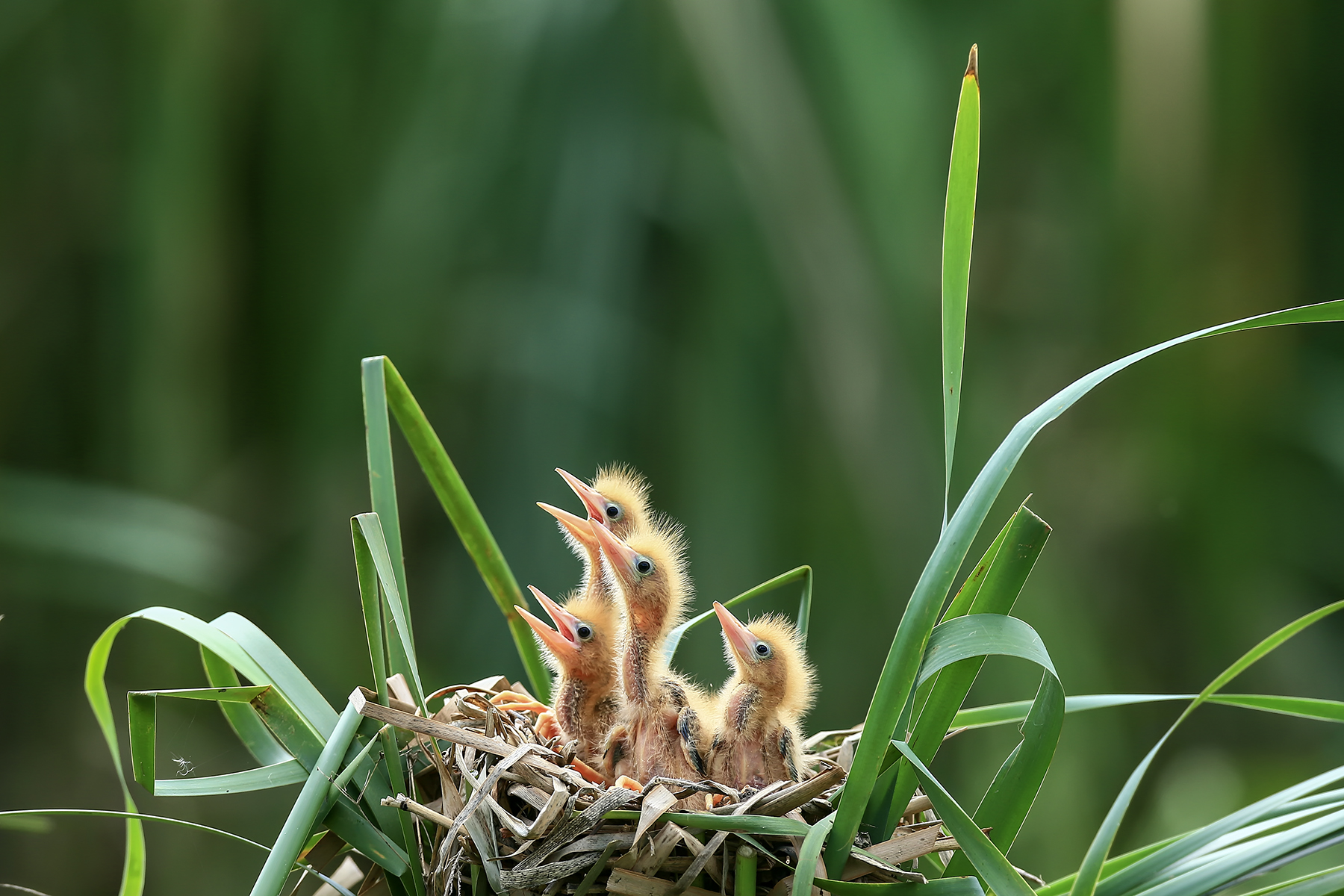 PHOTO BY HNalim | Canon EOS 7D Mark II | 2024:06:22 13:39:45 | ISO-100 | 1/500 sec | f 4.5 | 100 mm | EV=0 | ● WIDTH:1800 pixels  HEIGHT:1200 pixels