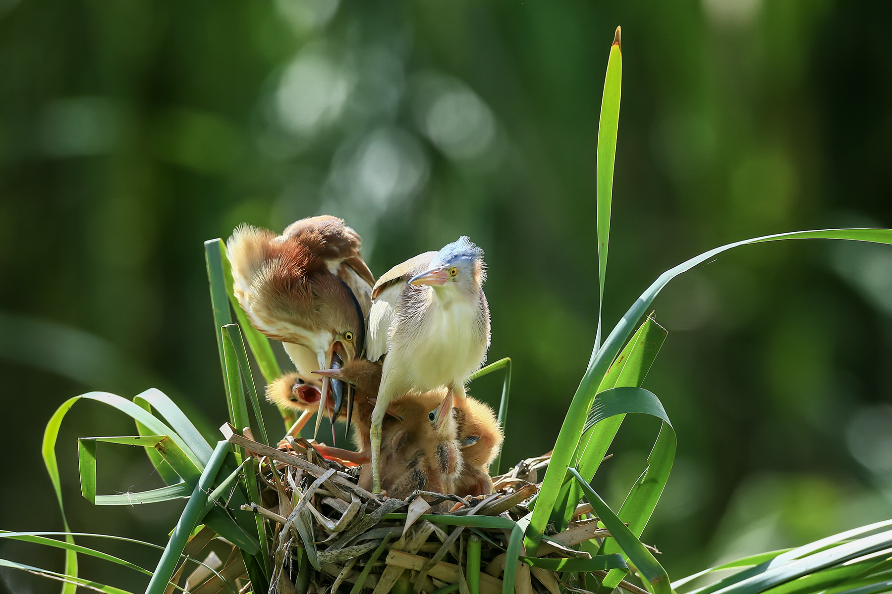 PHOTO BY HNalim | Canon EOS 7D Mark II | 2024:06:22 13:40:15 | ISO-100 | 1/500 sec | f 4.5 | 100 mm | EV=0 | ● WIDTH:1800 pixels  HEIGHT:1200 pixels