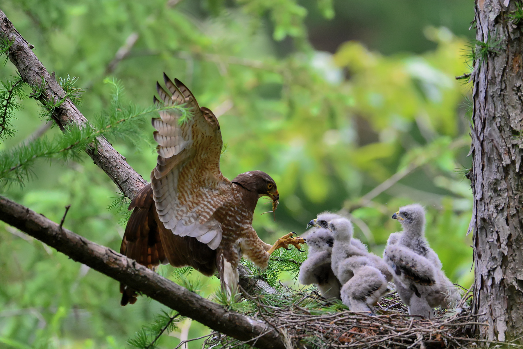 PHOTO BY HNalim | Canon EOS 7D Mark II | 2024:06:22 13:45:51 | ISO-160 | 1/500 sec | f 5.6 | 400 mm | EV=0 | ● WIDTH:1800 pixels  HEIGHT:1200 pixels