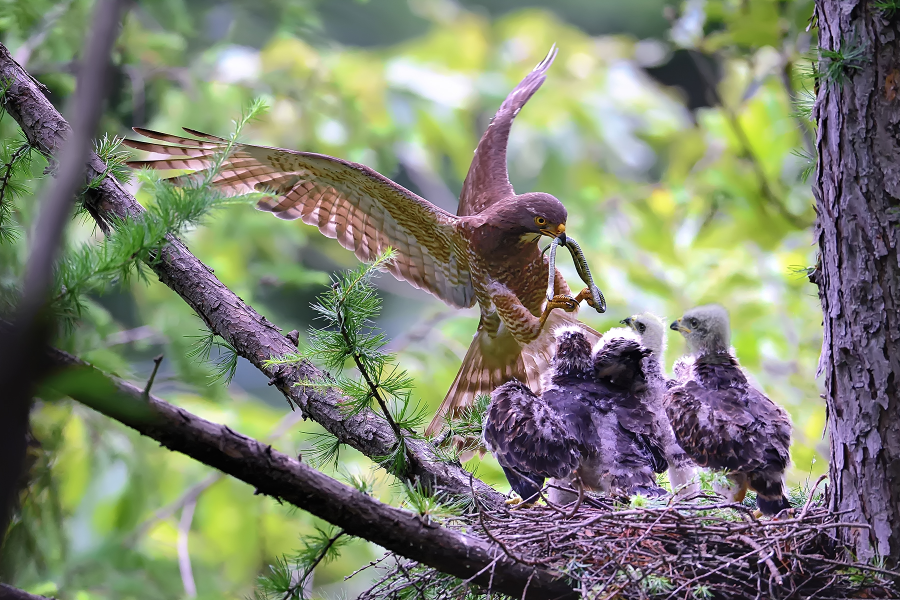 PHOTO BY HNalim | Canon EOS 7D Mark II | 2024:06:22 13:45:51 | ISO-160 | 1/500 sec | f 5.6 | 400 mm | EV=0 | ● WIDTH:1800 pixels  HEIGHT:1200 pixels