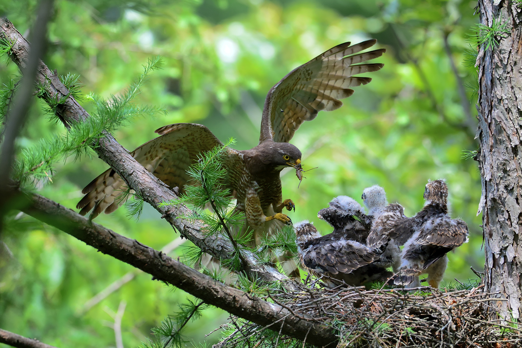 PHOTO BY HNalim | Canon EOS 7D Mark II | 2024:06:22 13:45:50 | ISO-160 | 1/500 sec | f 5.6 | 400 mm | EV=0 | ● WIDTH:1800 pixels  HEIGHT:1200 pixels