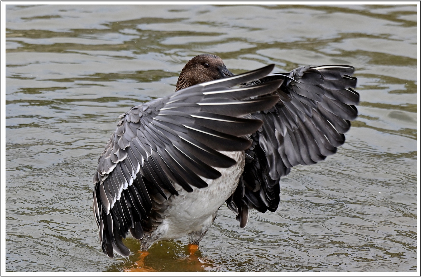 PHOTO BY  | NIKON Z 7_2 | 2024:09:09 11:16:07 | ISO-400 | 1/1600 sec | f 5.6 | 270 mm | EV=0.3 | ● WIDTH:5408 pixels  HEIGHT:3600 pixels