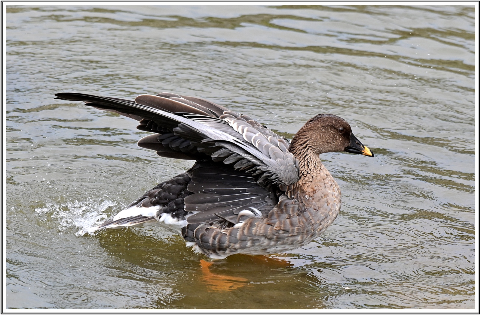 PHOTO BY  | NIKON Z 7_2 | 2024:09:09 11:16:10 | ISO-400 | 1/1000 sec | f 5.6 | 270 mm | EV=0.3 | ● WIDTH:5408 pixels  HEIGHT:3600 pixels