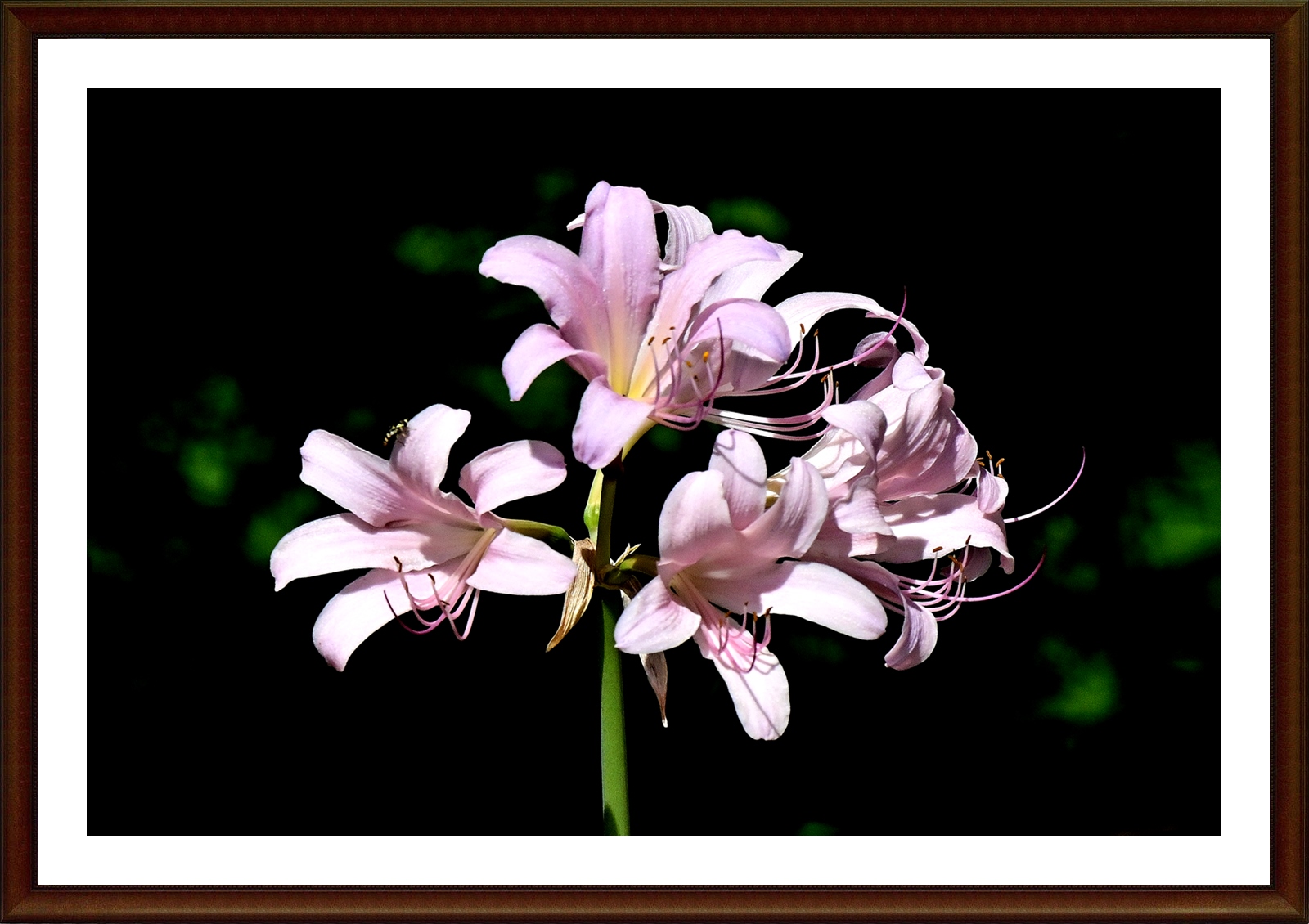 PHOTO BY  | NIKON Z 7_2 | 2024:09:03 14:20:22 | ISO-500 | 1/3200 sec | f 7.1 | 400 mm | EV=-0.7 | ● WIDTH:5408 pixels  HEIGHT:3600 pixels