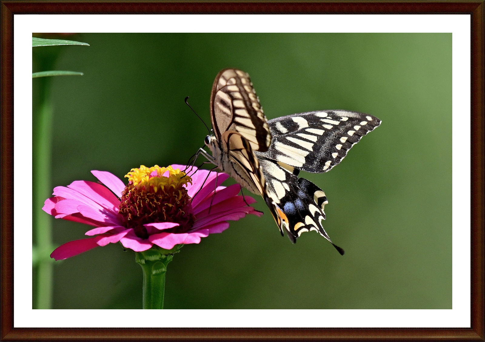 PHOTO BY  | NIKON Z 7_2 | 2024:09:03 14:25:40 | ISO-500 | 1/2500 sec | f 6.3 | 350 mm | EV=-0.7 | ● WIDTH:5408 pixels  HEIGHT:3600 pixels