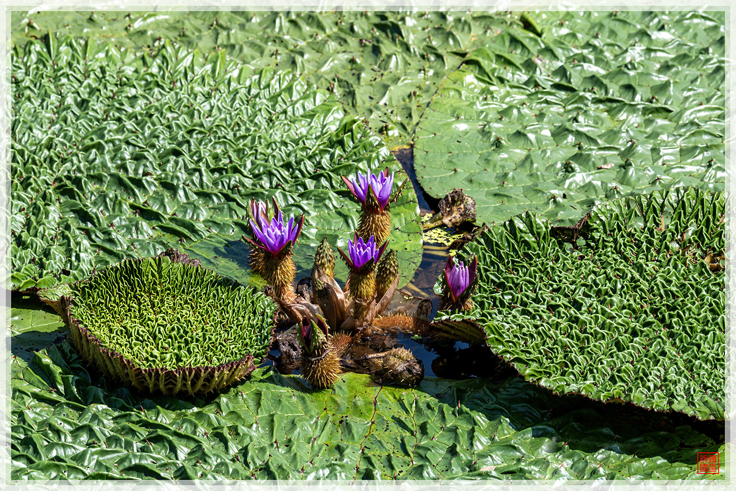 PHOTO BY  | NIKON D850 | 2024:09:10 12:03:11 | ISO-200 | 1/200 sec | f 13 | 380 mm | EV=0.3 | ● WIDTH:1500 pixels  HEIGHT:1000 pixels