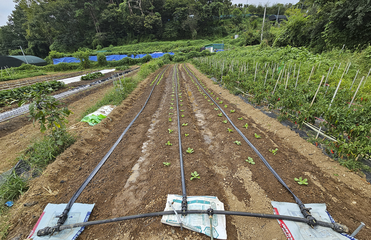 PHOTO BY  | Galaxy S23 Ultra | 2024:09:06 14:56:44 | ISO-50 | 1/320 sec | f 2.2 | 2.2 mm | EV=0 | ● WIDTH:1500 pixels  HEIGHT:971 pixels