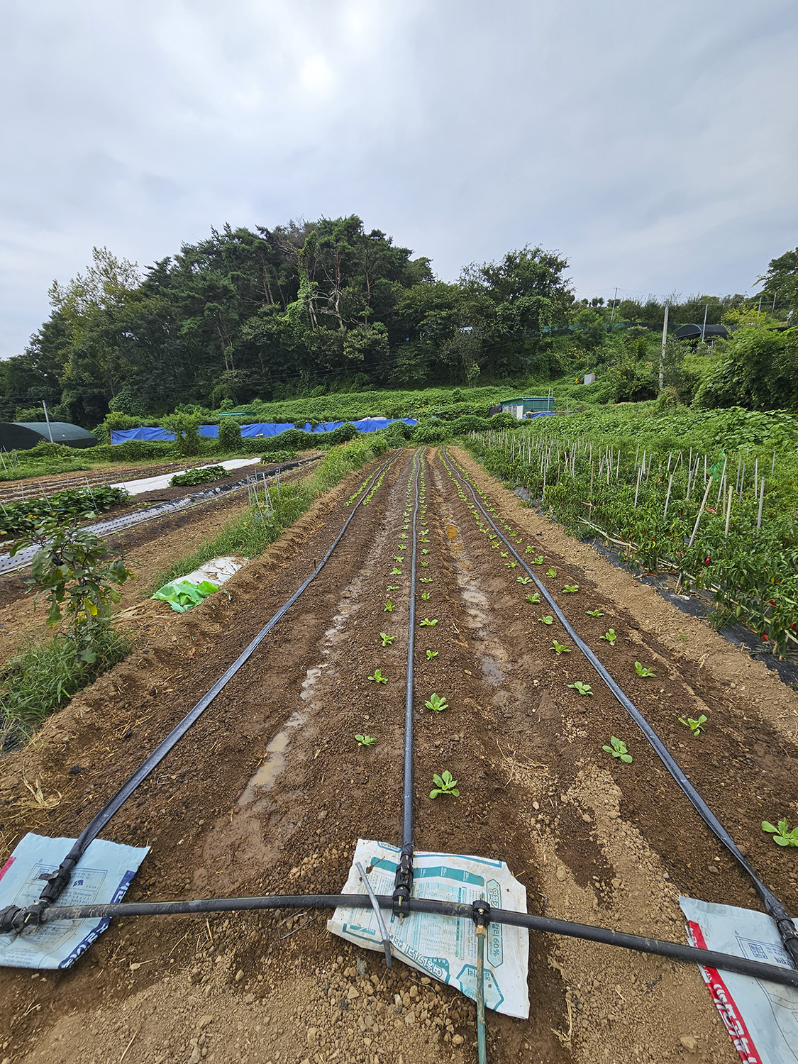 PHOTO BY  | Galaxy S23 Ultra | 2024:09:06 14:56:52 | ISO-50 | 1/750 sec | f 2.2 | 2.2 mm | EV=0 | ● WIDTH:1125 pixels  HEIGHT:1500 pixels