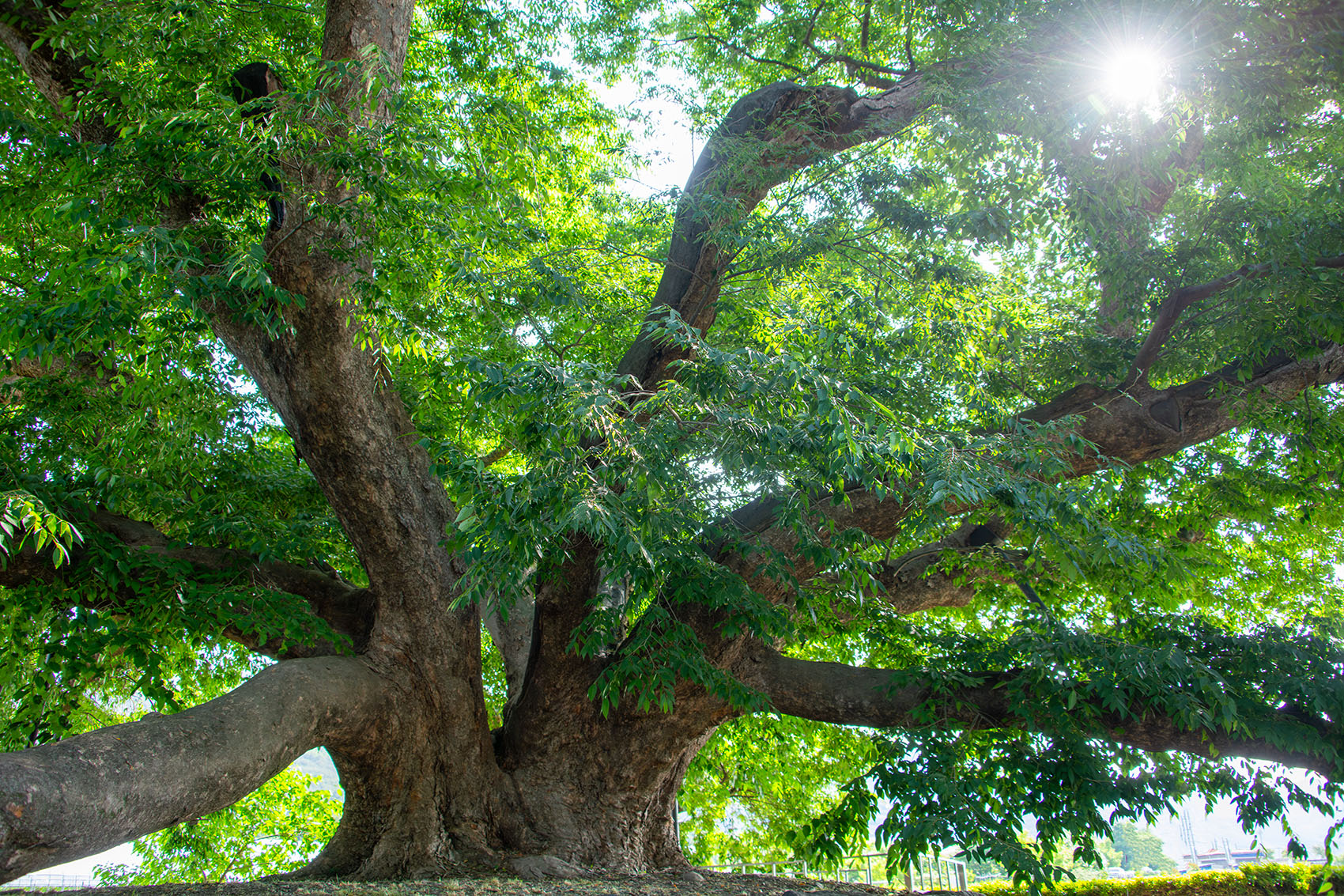 PHOTO BY  | NIKON D850 | 2024:05:26 08:15:03 | ISO-400 | 1/160 sec | f 5 | 28 mm | EV=0 | ● WIDTH:1700 pixels  HEIGHT:1133 pixels