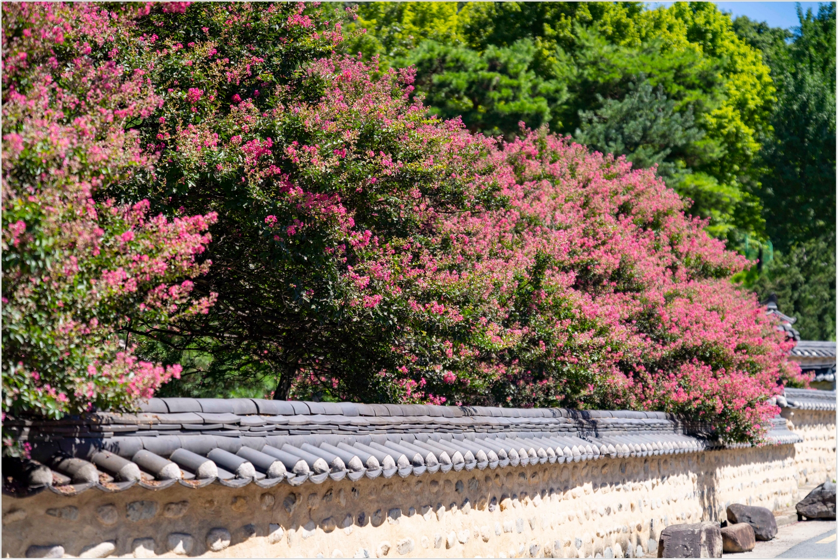 PHOTO BY  | ILCE-7RM4 | 2024:07:31 10:50:37 | ISO-100 | 1/5000 sec | f 2.8 | 85 mm | EV=0 | ● WIDTH:1707 pixels  HEIGHT:1140 pixels