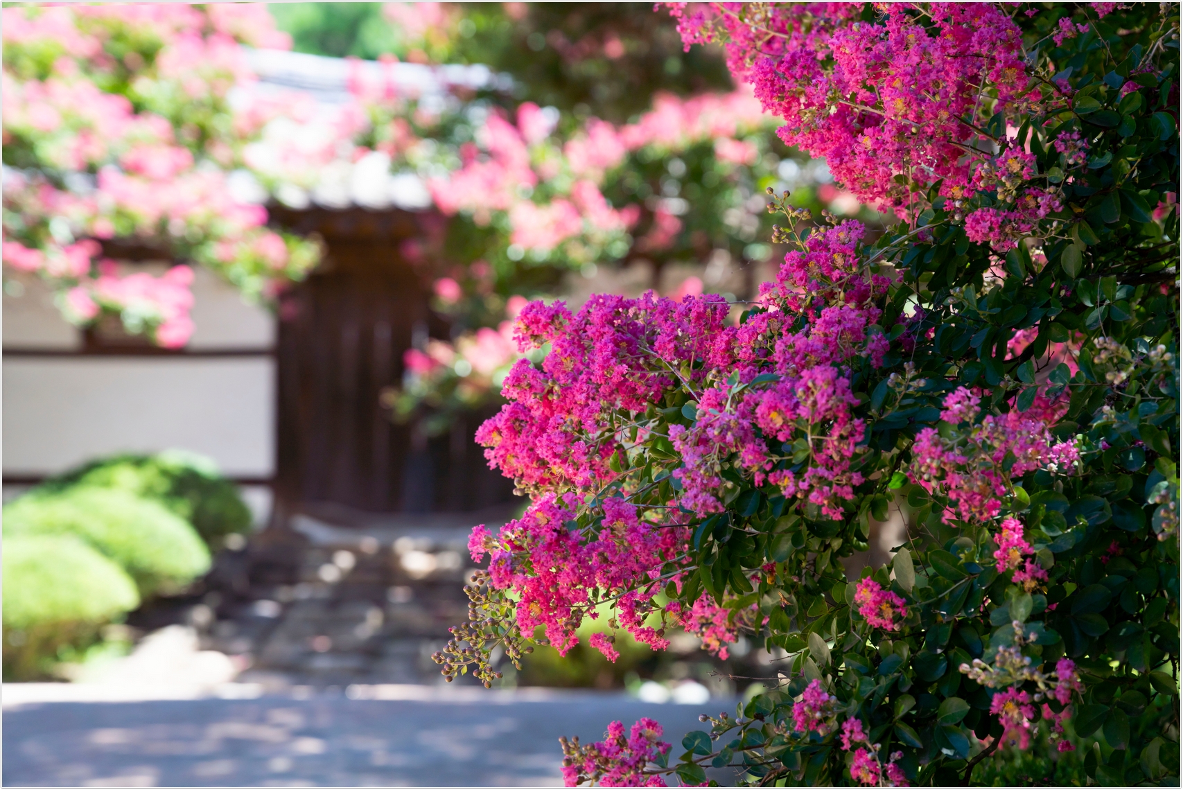 PHOTO BY  | ILCE-7RM4 | 2024:07:31 10:36:58 | ISO-100 | 1/1000 sec | f 5 | 118 mm | EV=0 | ● WIDTH:1707 pixels  HEIGHT:1140 pixels