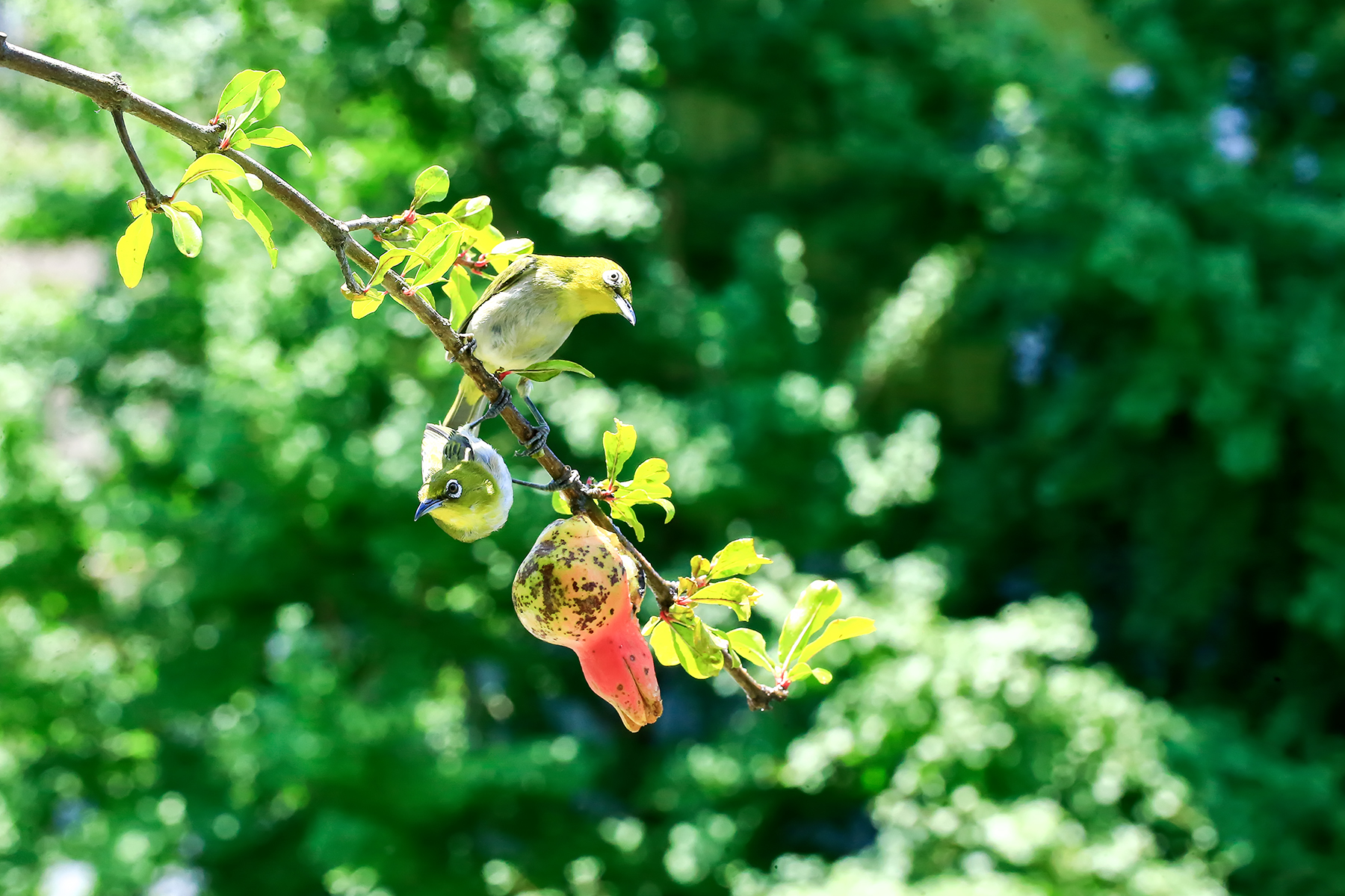 PHOTO BY ChoiJunqSeop | Canon EOS-1D X Mark II | 2024:09:07 12:57:18 | ISO-800 | 1/1600 sec | f 6.3 | 200 mm | EV=0 | ● WIDTH:1800 pixels  HEIGHT:1200 pixels