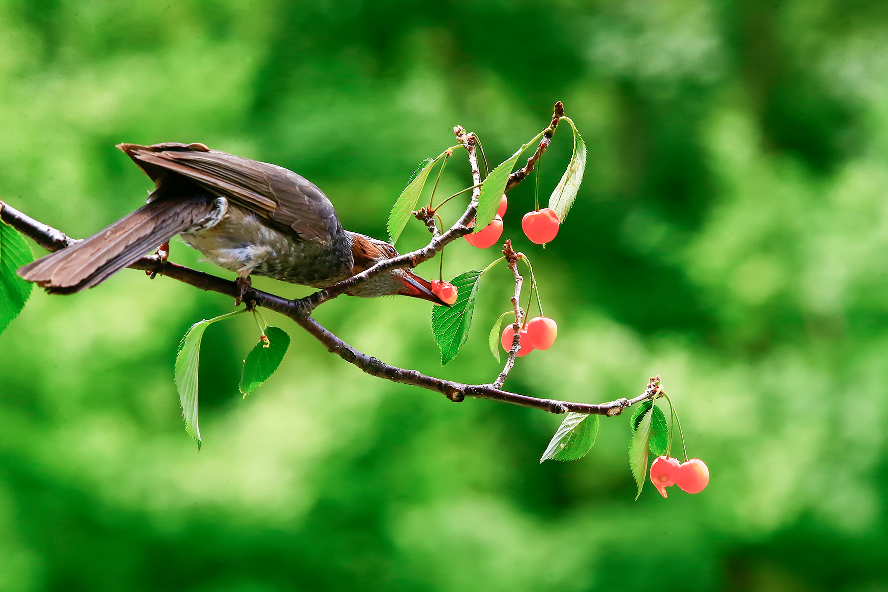 PHOTO BY ChoiJunqSeop | Canon EOS-1D X Mark II | 2024:09:07 12:57:18 | ISO-800 | 1/1600 sec | f 6.3 | 200 mm | EV=0 | ● WIDTH:1800 pixels  HEIGHT:1200 pixels