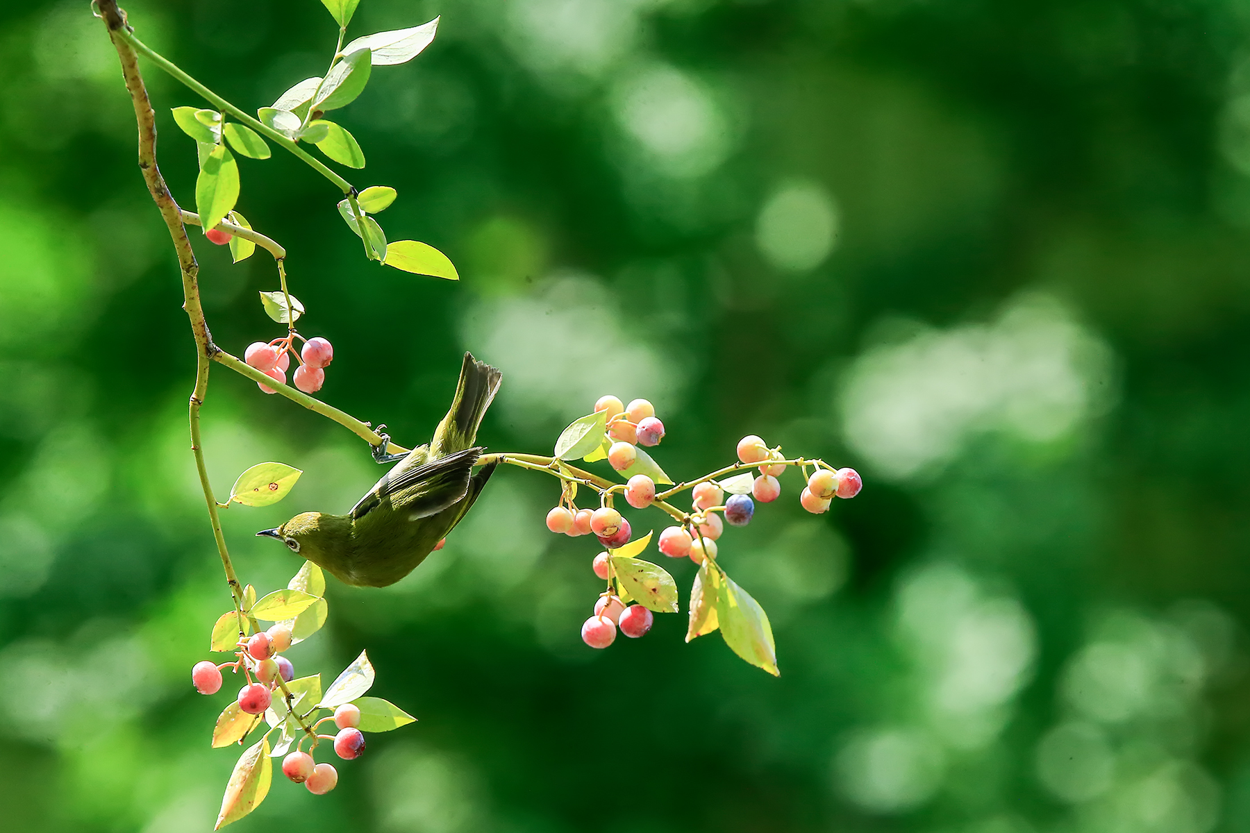 PHOTO BY ChoiJunqSeop | Canon EOS-1D X Mark II | 2024:09:07 12:57:18 | ISO-800 | 1/1600 sec | f 6.3 | 200 mm | EV=0 | ● WIDTH:1800 pixels  HEIGHT:1200 pixels