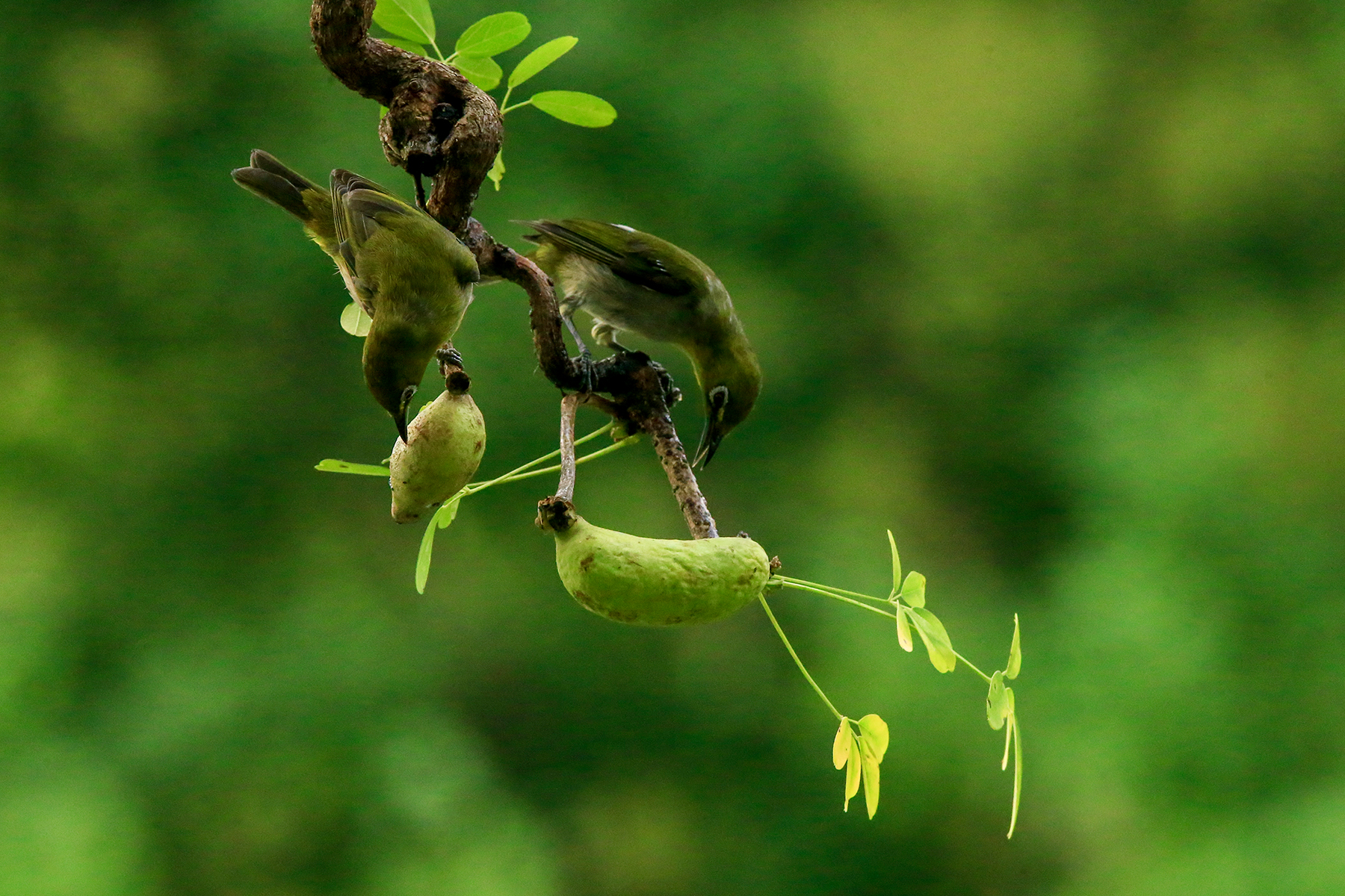 PHOTO BY ChoiJunqSeop | Canon EOS-1D X Mark II | 2024:09:07 12:57:28 | ISO-800 | 1/8000 sec | f 6.3 | 200 mm | EV=0 | ● WIDTH:1800 pixels  HEIGHT:1200 pixels