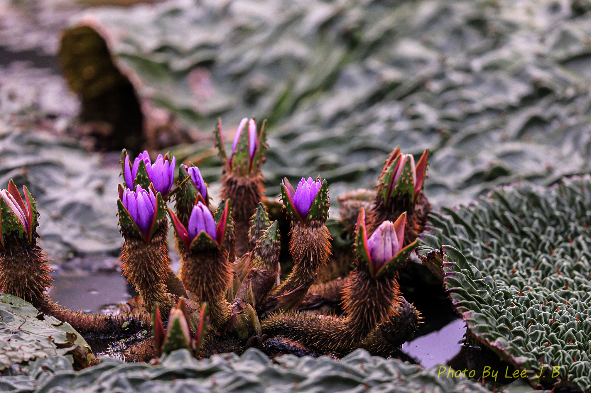 PHOTO BY  | Canon EOS 5D Mark IV | 2024:09:07 09:52:17 | ISO-320 | 1/800 sec | f 4 | 600 mm | EV=0 | ● WIDTH:2014 pixels  HEIGHT:1340 pixels