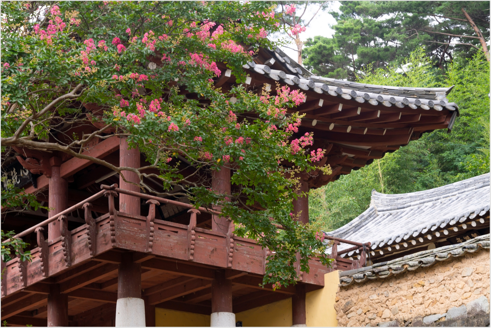 PHOTO BY  | ILCE-7RM4 | 2024:07:22 11:58:41 | ISO-100 | 1/80 sec | f 10 | 72 mm | EV=0 | ● WIDTH:1707 pixels  HEIGHT:1140 pixels