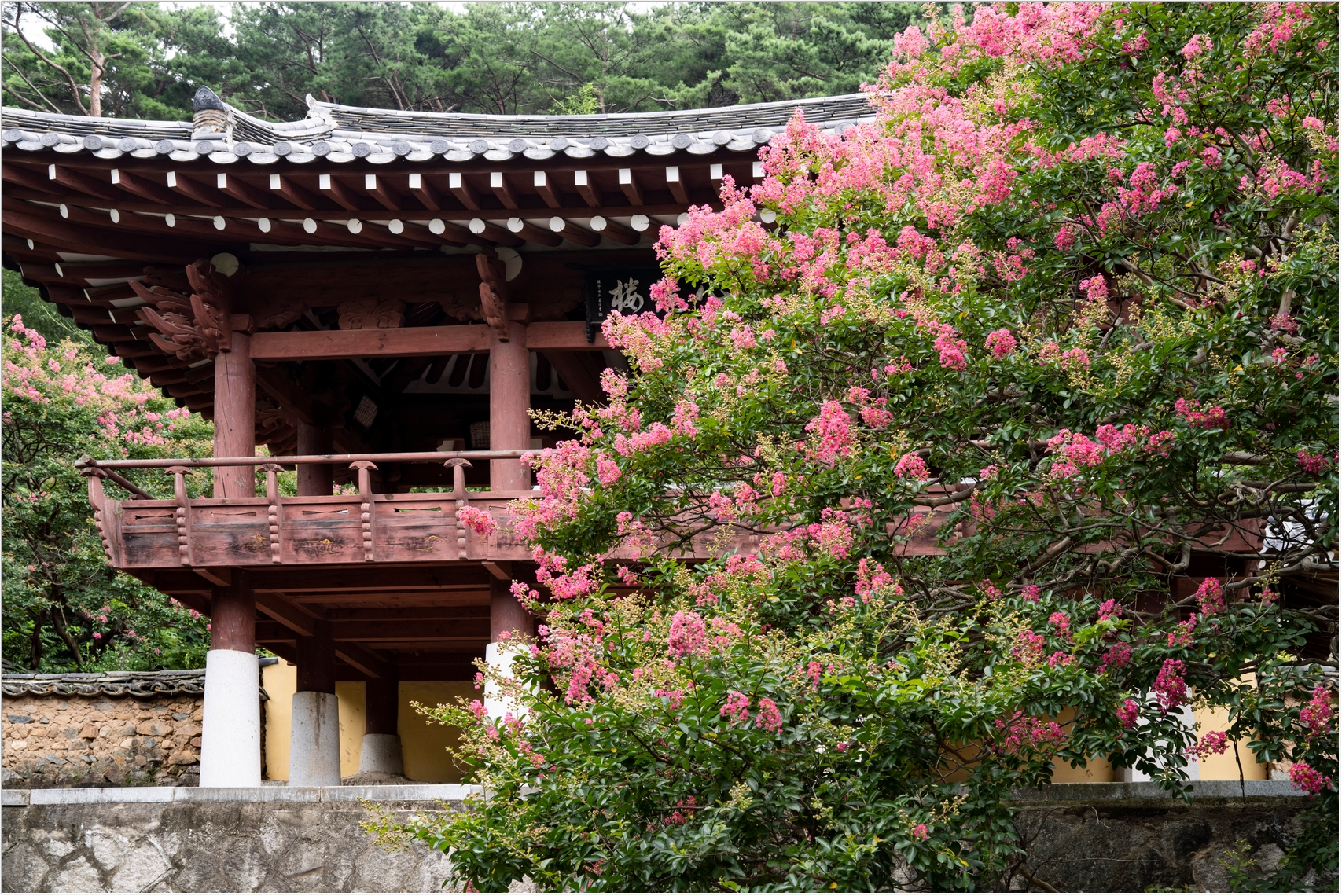 PHOTO BY  | ILCE-7RM4 | 2024:07:22 11:57:59 | ISO-100 | 1/80 sec | f 10 | 50 mm | EV=0 | ● WIDTH:1707 pixels  HEIGHT:1140 pixels