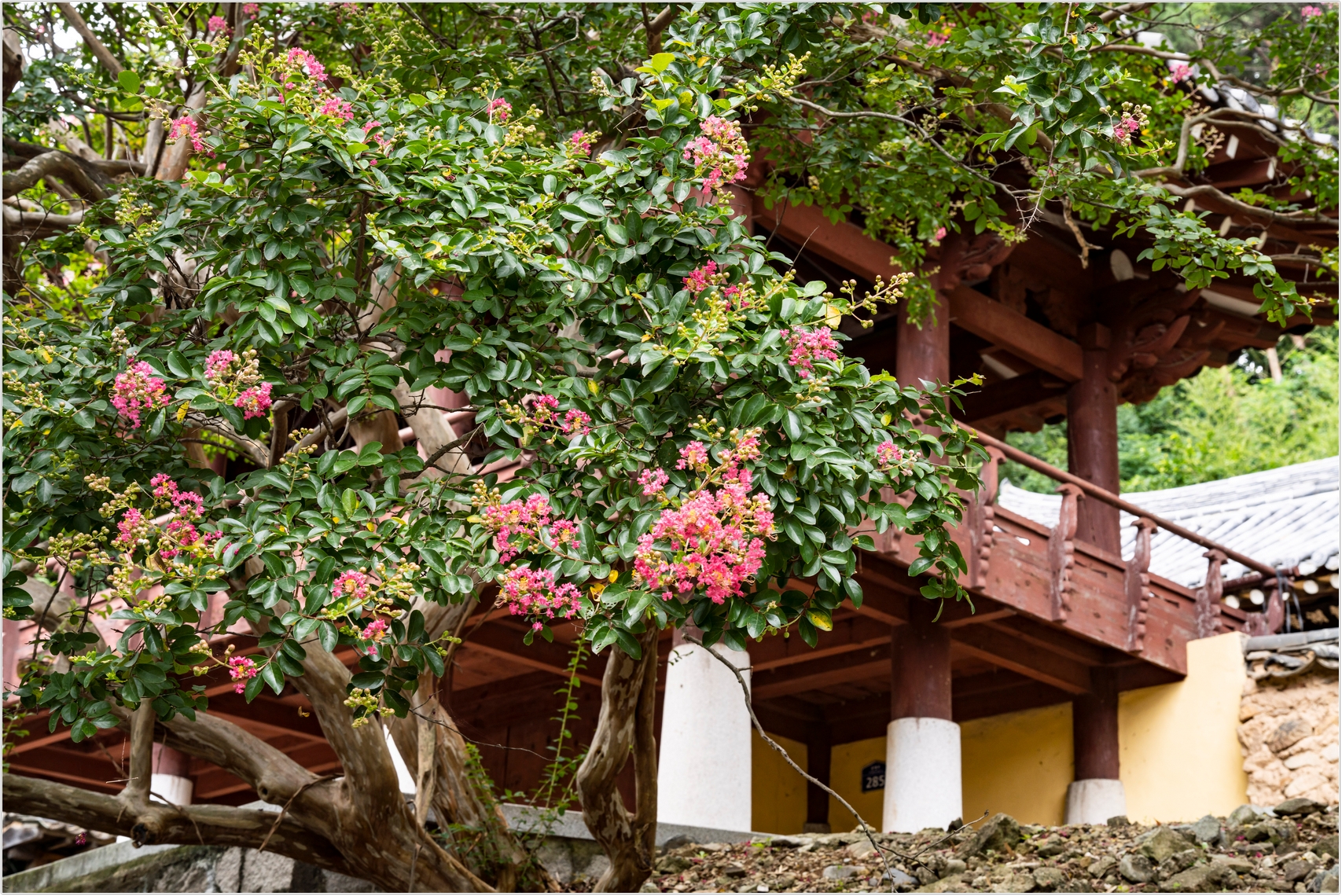 PHOTO BY  | ILCE-7RM4 | 2024:07:22 11:59:28 | ISO-100 | 1/80 sec | f 10 | 63 mm | EV=0 | ● WIDTH:1707 pixels  HEIGHT:1140 pixels