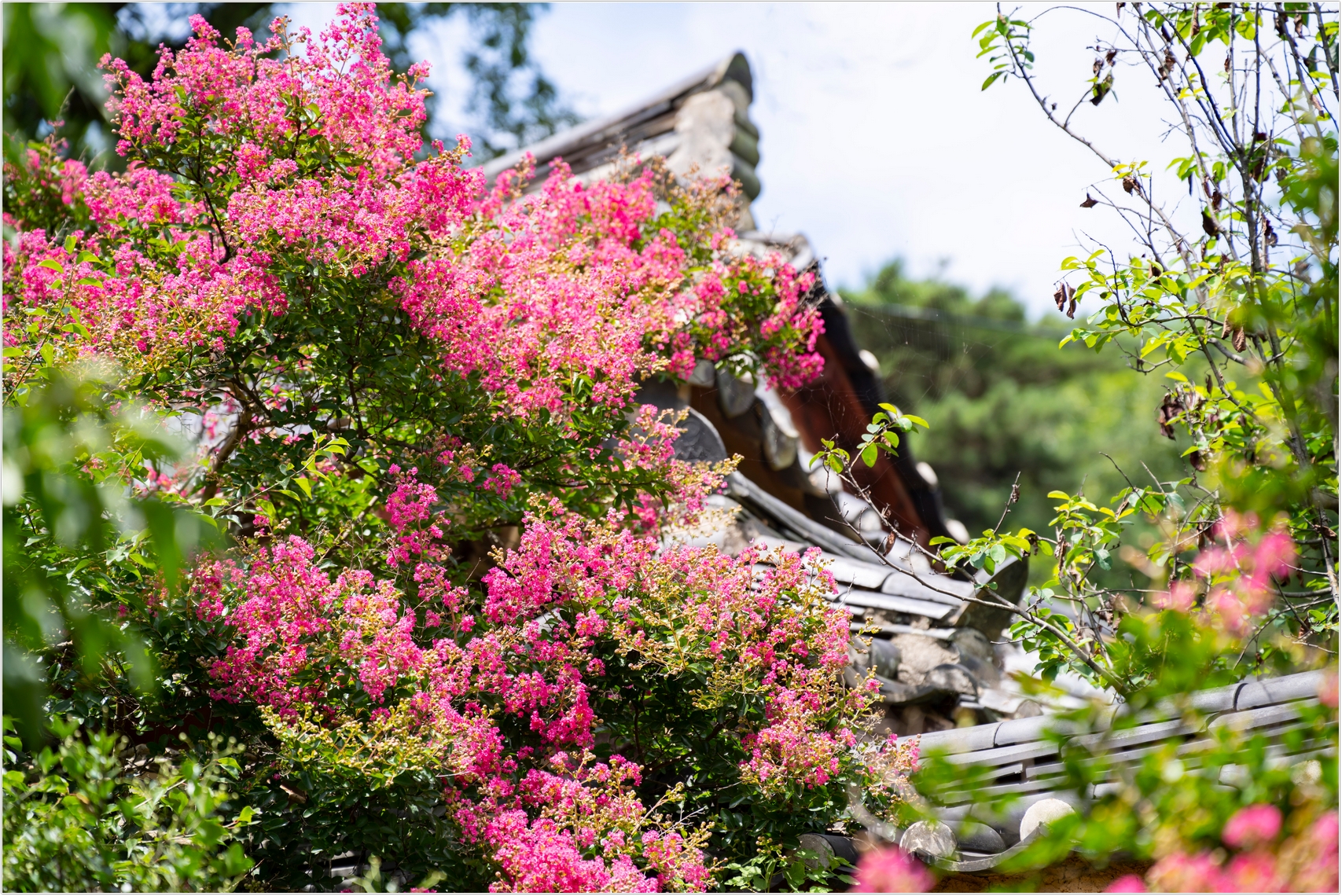 PHOTO BY  | ILCE-7RM4 | 2024:07:22 11:07:26 | ISO-100 | 1/640 sec | f 4 | 150 mm | EV=0 | ● WIDTH:1707 pixels  HEIGHT:1140 pixels