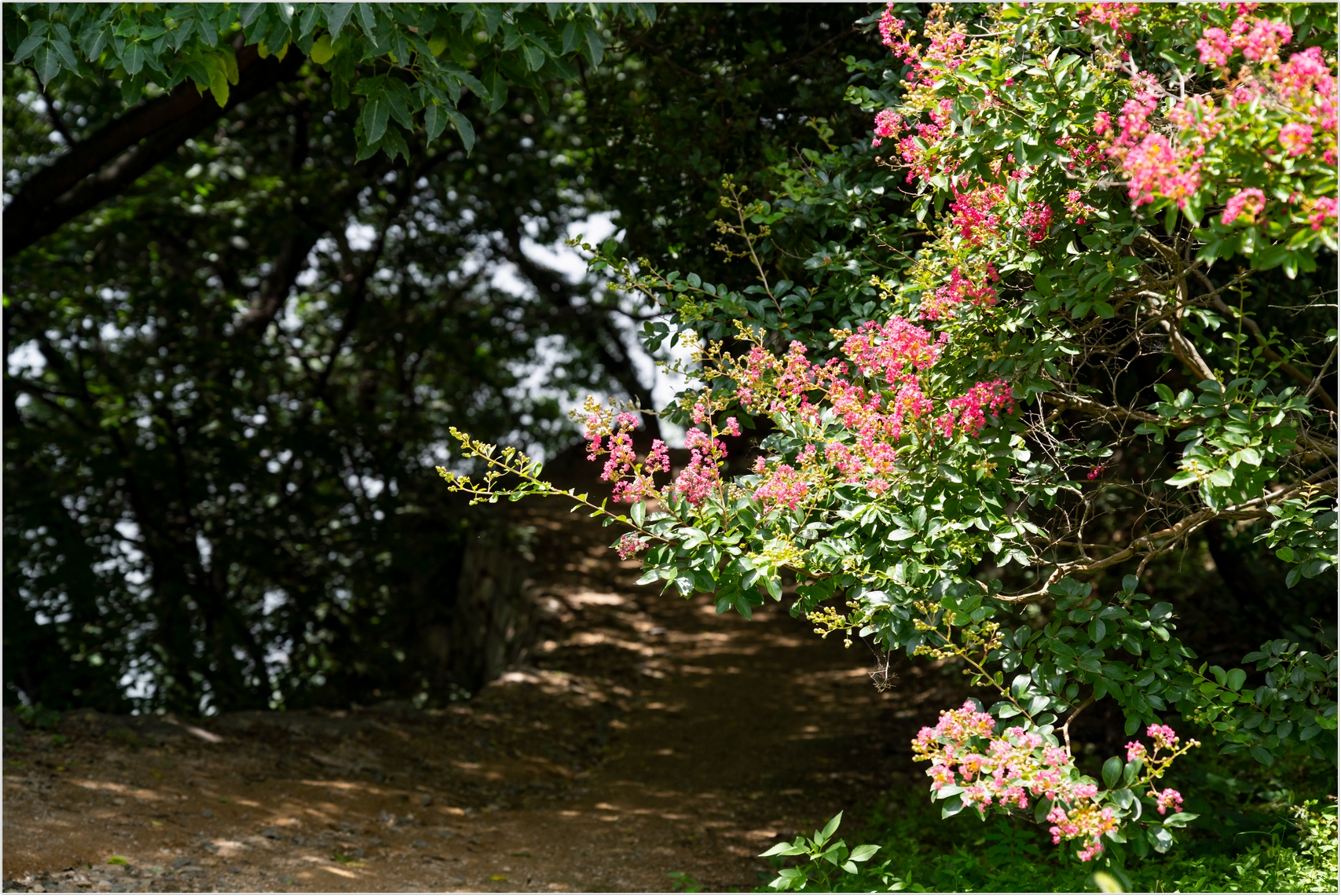 PHOTO BY  | ILCE-7RM4 | 2024:07:22 11:08:44 | ISO-100 | 1/640 sec | f 4 | 74 mm | EV=0 | ● WIDTH:1707 pixels  HEIGHT:1140 pixels