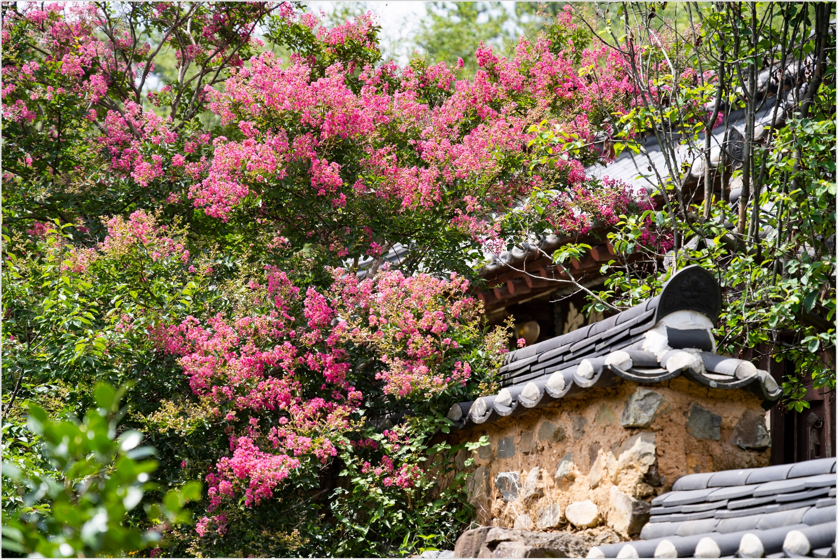 PHOTO BY  | ILCE-7RM4 | 2024:07:22 11:07:48 | ISO-100 | 1/640 sec | f 4 | 115 mm | EV=0 | ● WIDTH:1707 pixels  HEIGHT:1140 pixels