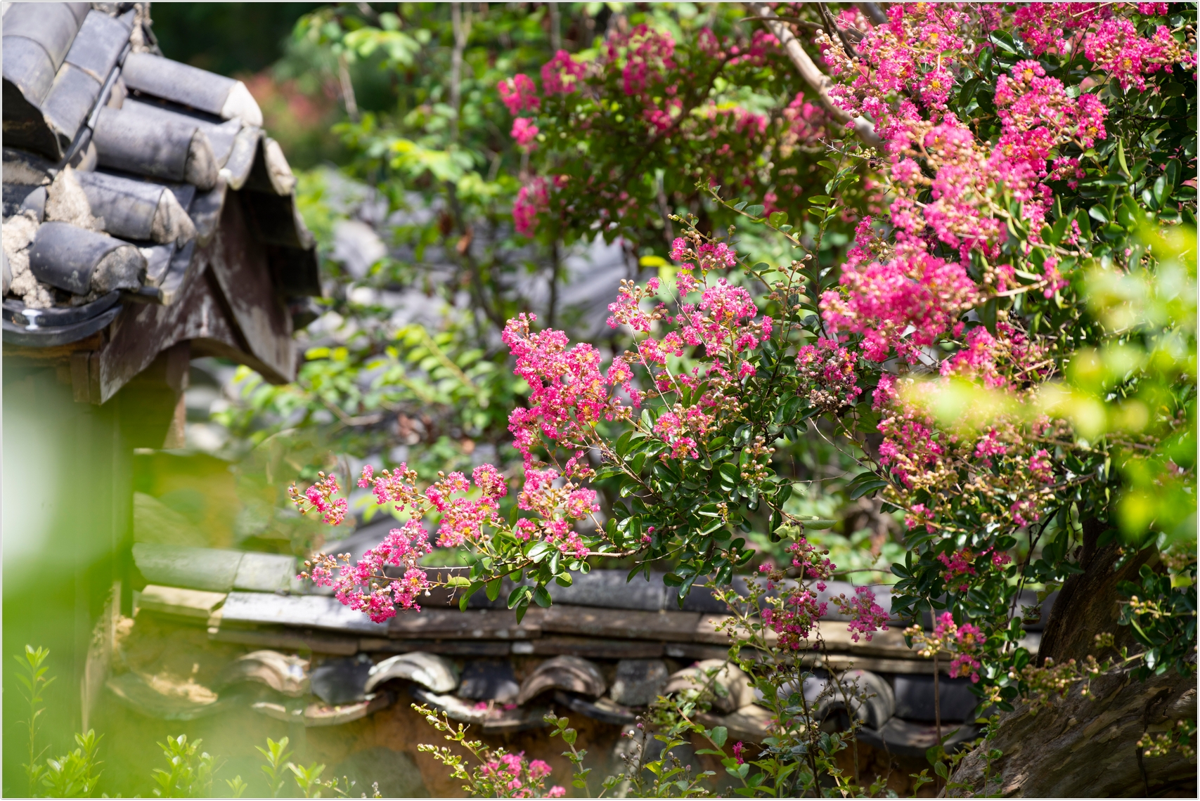 PHOTO BY  | ILCE-7RM4 | 2024:07:22 11:10:39 | ISO-100 | 1/640 sec | f 4 | 150 mm | EV=0 | ● WIDTH:1707 pixels  HEIGHT:1140 pixels