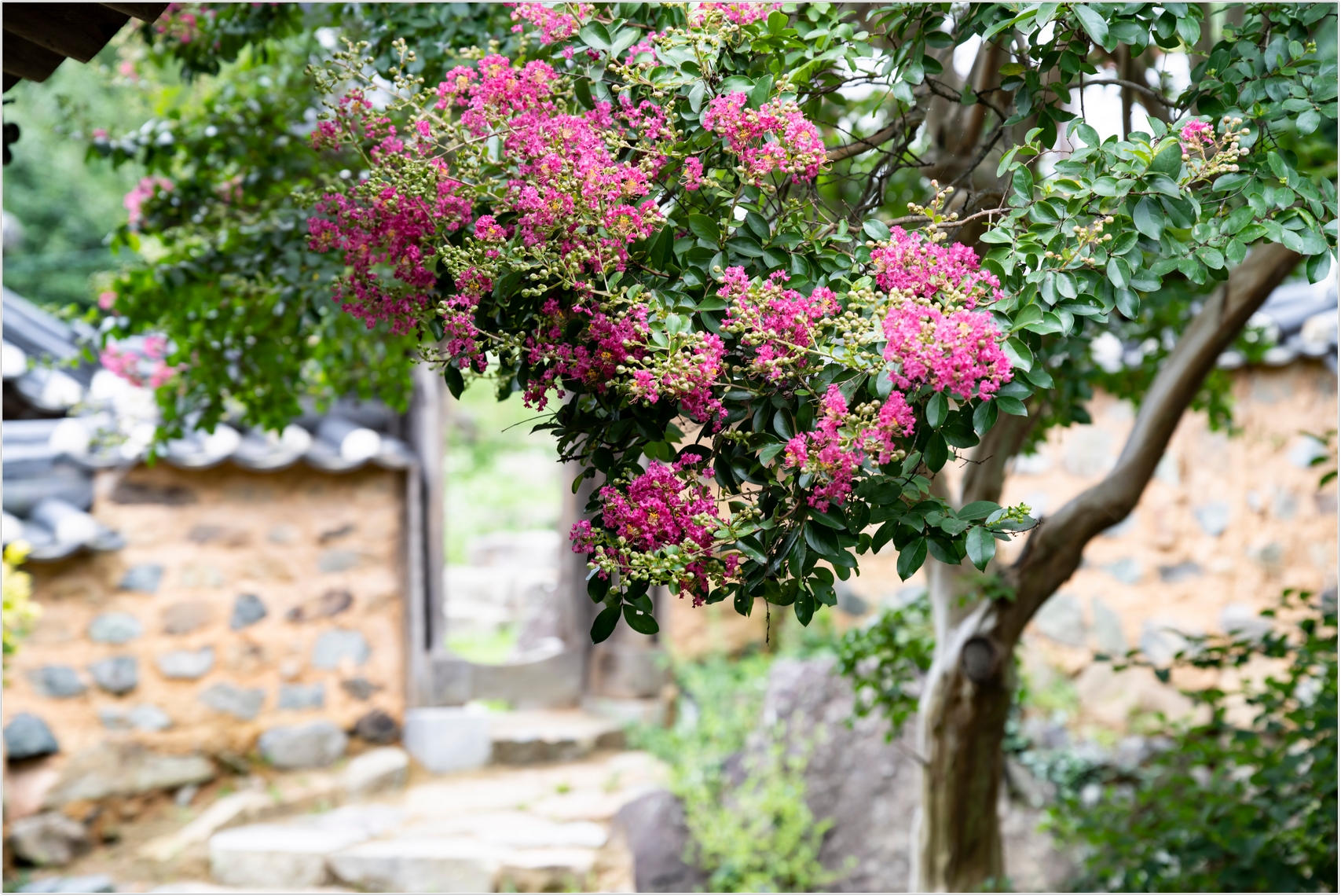 PHOTO BY  | ILCE-7RM4 | 2024:07:22 11:21:17 | ISO-100 | 1/125 sec | f 4 | 89 mm | EV=0 | ● WIDTH:1707 pixels  HEIGHT:1140 pixels