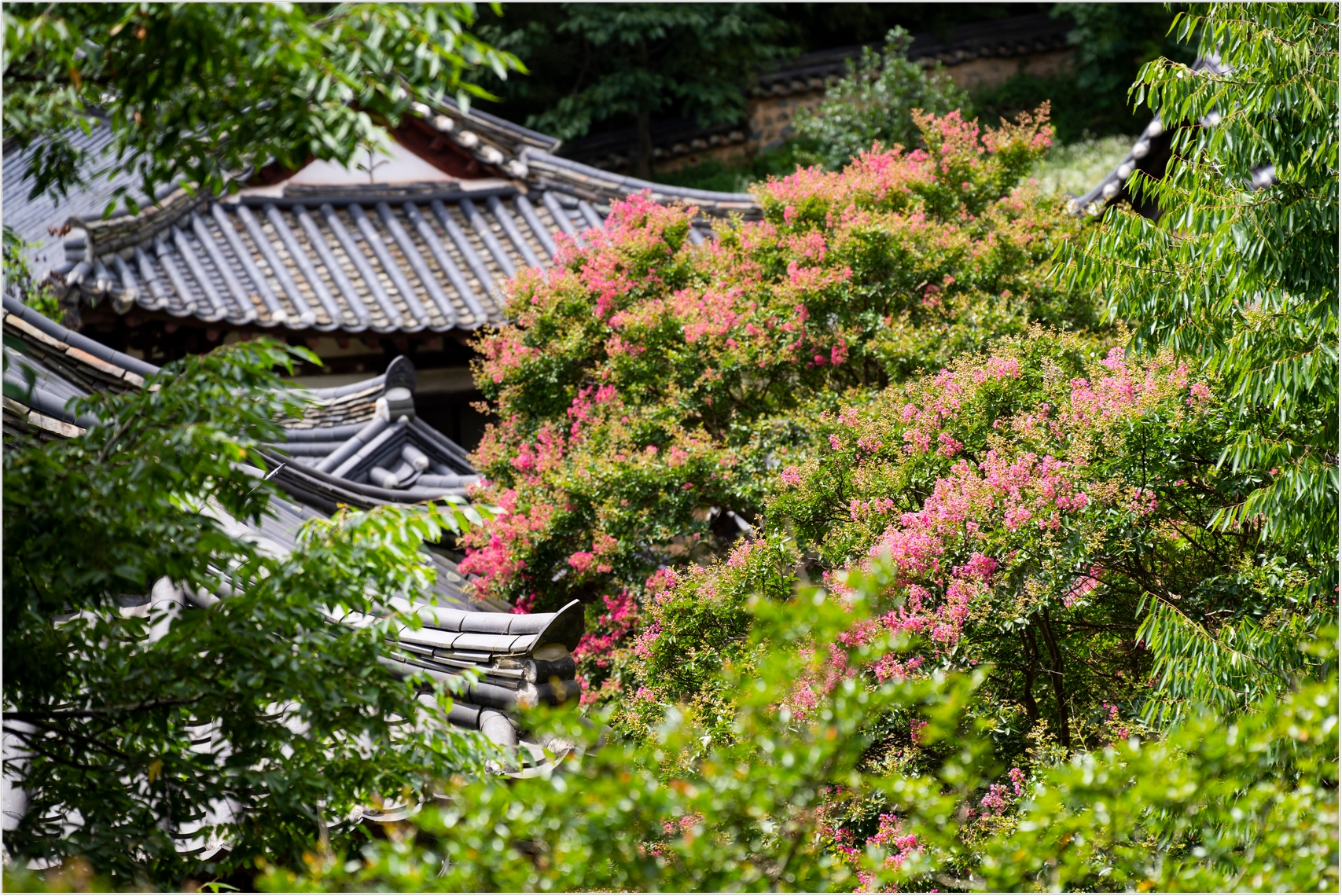 PHOTO BY  | ILCE-7RM4 | 2024:07:22 11:16:44 | ISO-100 | 1/640 sec | f 4 | 150 mm | EV=0 | ● WIDTH:1707 pixels  HEIGHT:1140 pixels