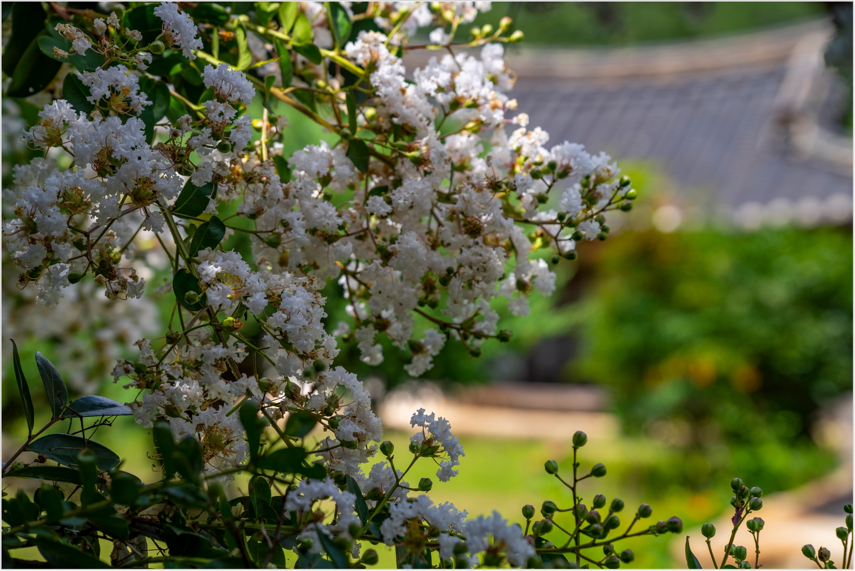 PHOTO BY  | ILCE-7RM4 | 2024:07:22 10:22:47 | ISO-100 | 1/640 sec | f 4.5 | 81 mm | EV=0 | ● WIDTH:1707 pixels  HEIGHT:1140 pixels