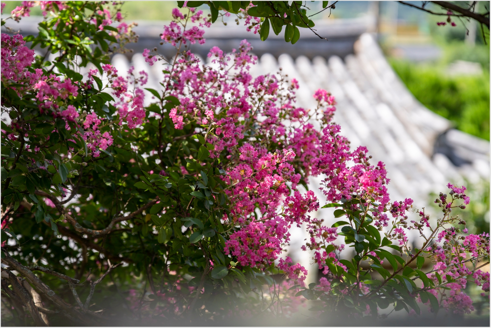 PHOTO BY  | ILCE-7RM4 | 2024:07:22 10:16:20 | ISO-100 | 1/1600 sec | f 3.2 | 91 mm | EV=0 | ● WIDTH:1707 pixels  HEIGHT:1140 pixels