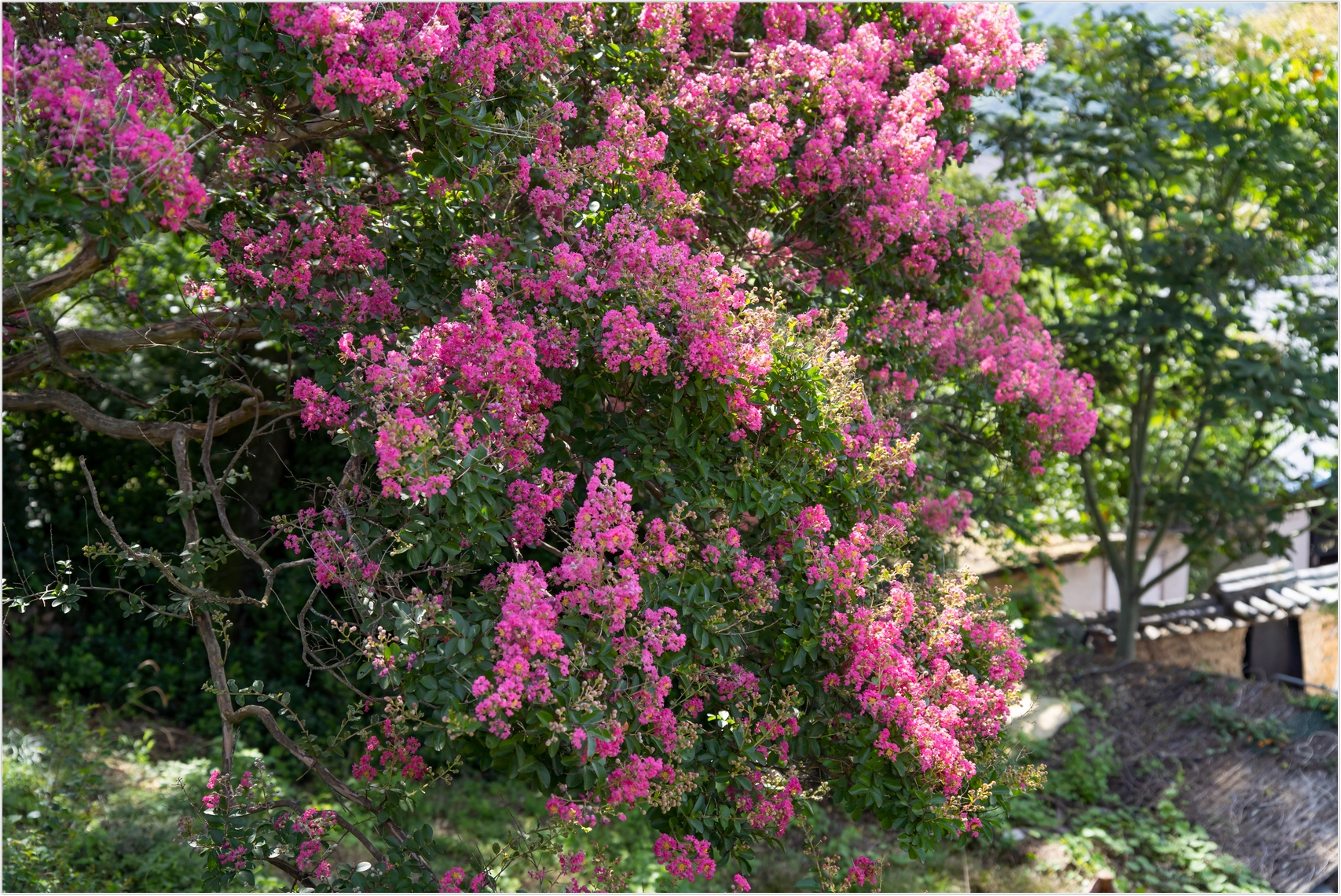 PHOTO BY  | ILCE-7RM4 | 2024:07:22 10:16:41 | ISO-100 | 1/1600 sec | f 3.2 | 55 mm | EV=0 | ● WIDTH:1707 pixels  HEIGHT:1140 pixels