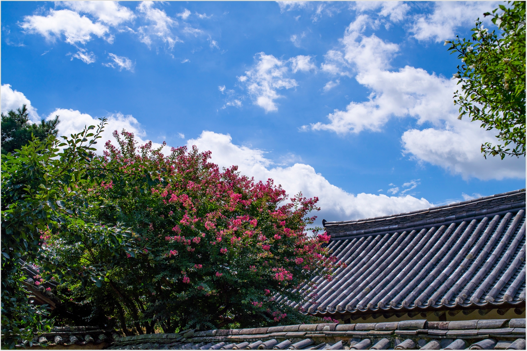 PHOTO BY  | ILCE-7RM4 | 2024:07:22 10:20:24 | ISO-100 | 1/1600 sec | f 9 | 35 mm | EV=0 | ● WIDTH:1707 pixels  HEIGHT:1140 pixels