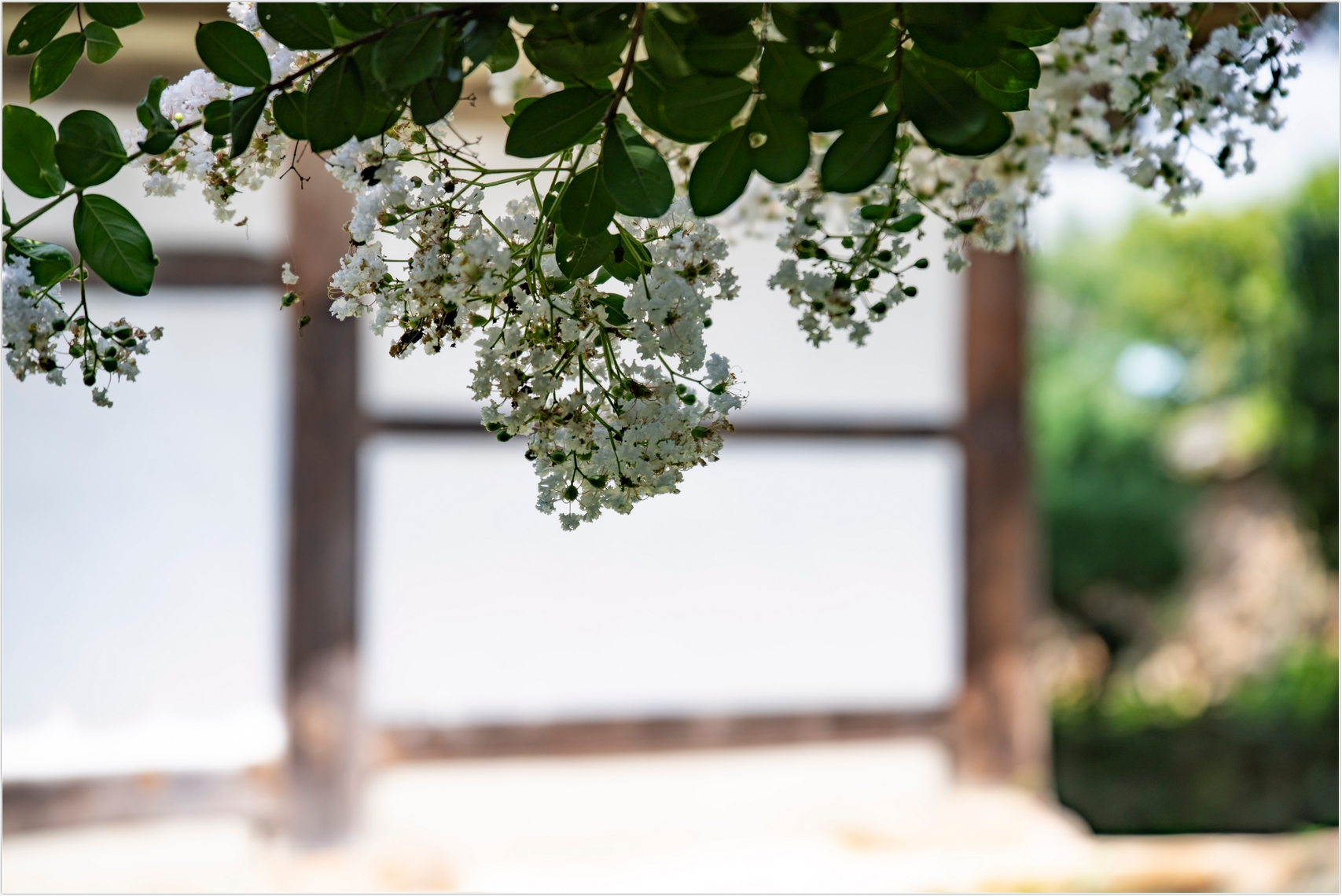 PHOTO BY  | ILCE-7RM4 | 2024:07:22 10:22:08 | ISO-100 | 1/1600 sec | f 2.8 | 96 mm | EV=0 | ● WIDTH:1707 pixels  HEIGHT:1140 pixels