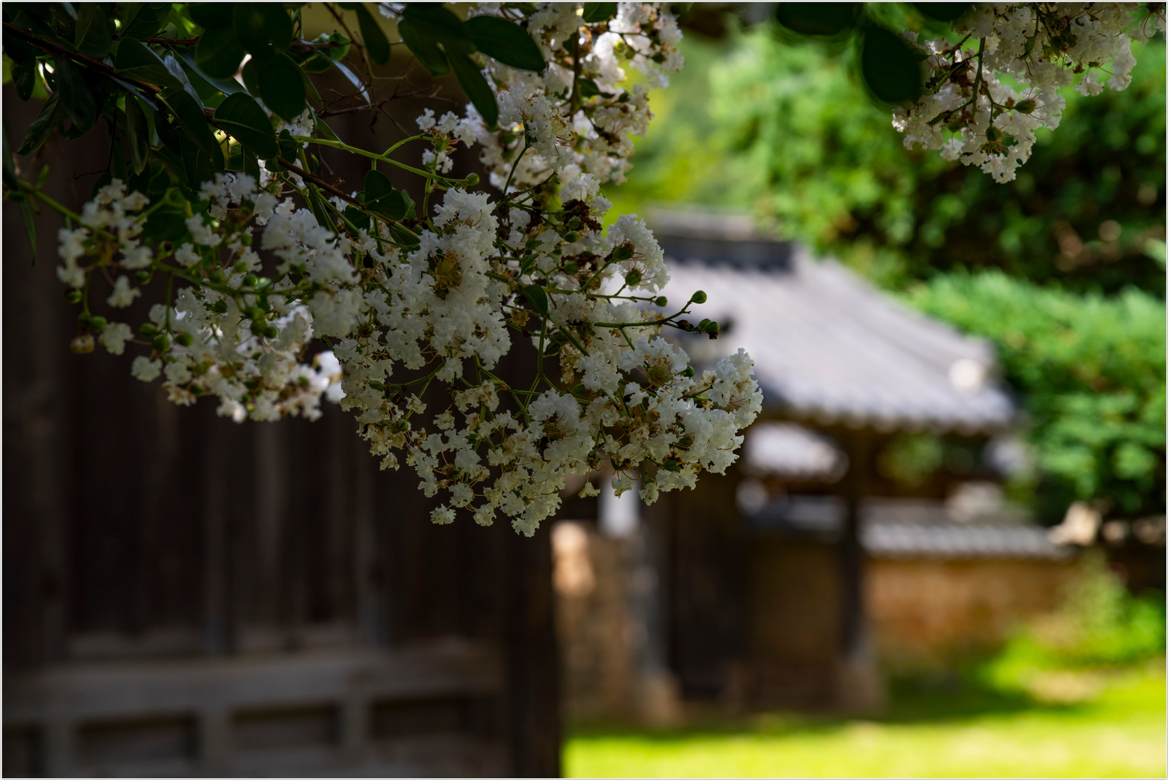 PHOTO BY  | ILCE-7RM4 | 2024:07:22 10:22:56 | ISO-100 | 1/640 sec | f 4.5 | 81 mm | EV=0 | ● WIDTH:1707 pixels  HEIGHT:1140 pixels