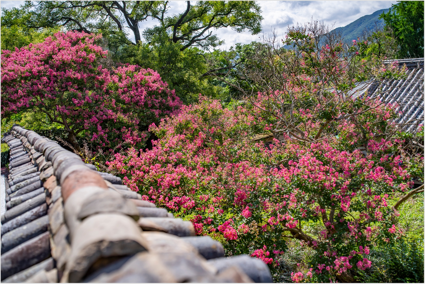 PHOTO BY  | ILCE-7RM4 | 2024:07:22 10:17:07 | ISO-100 | 1/1600 sec | f 3.2 | 35 mm | EV=0 | ● WIDTH:1707 pixels  HEIGHT:1140 pixels