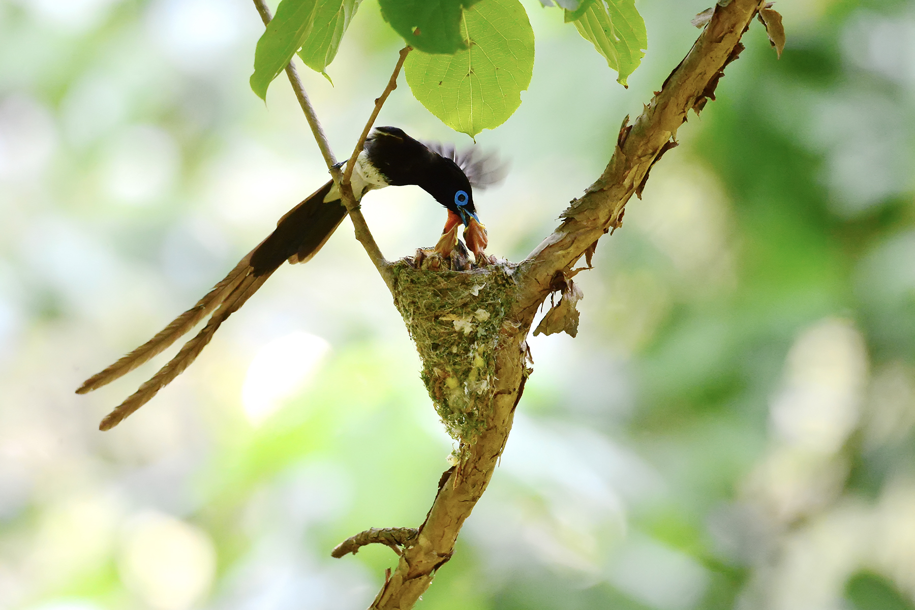 PHOTO BY HNalim | Canon EOS 7D Mark II | 2024:06:22 13:42:42 | ISO-160 | 1/500 sec | f 5.6 | 371 mm | EV=0 | ● WIDTH:1800 pixels  HEIGHT:1200 pixels